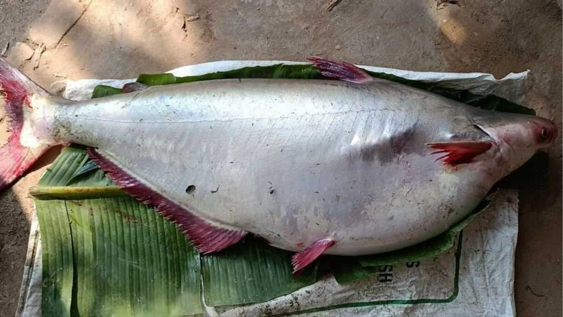 পায়রা নদীতে জেলের হাতে ধরা পড়ল ১৮ কেজির পাঙাশ