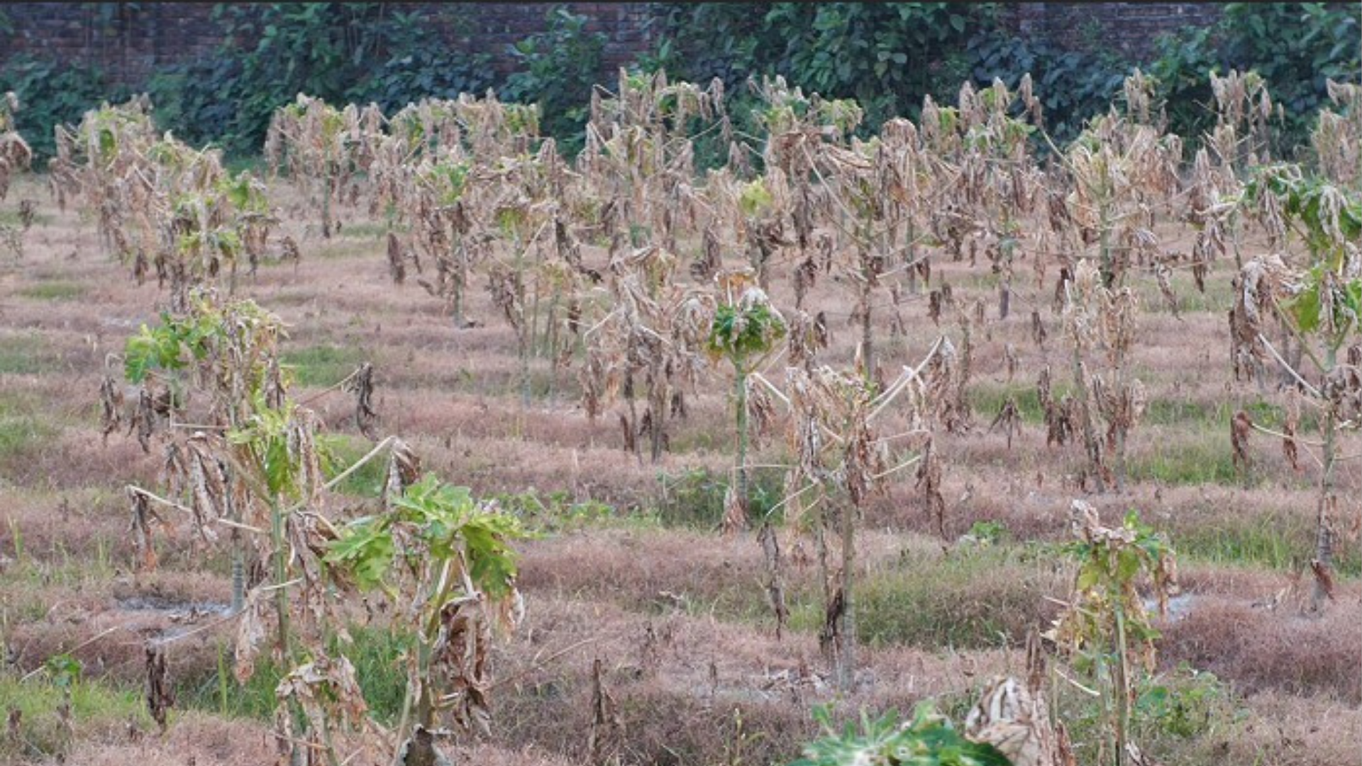 নওগাঁয় দুর্বৃত্তের দেয়া বিষে মরলো ১৫০০ পেপে গাছ