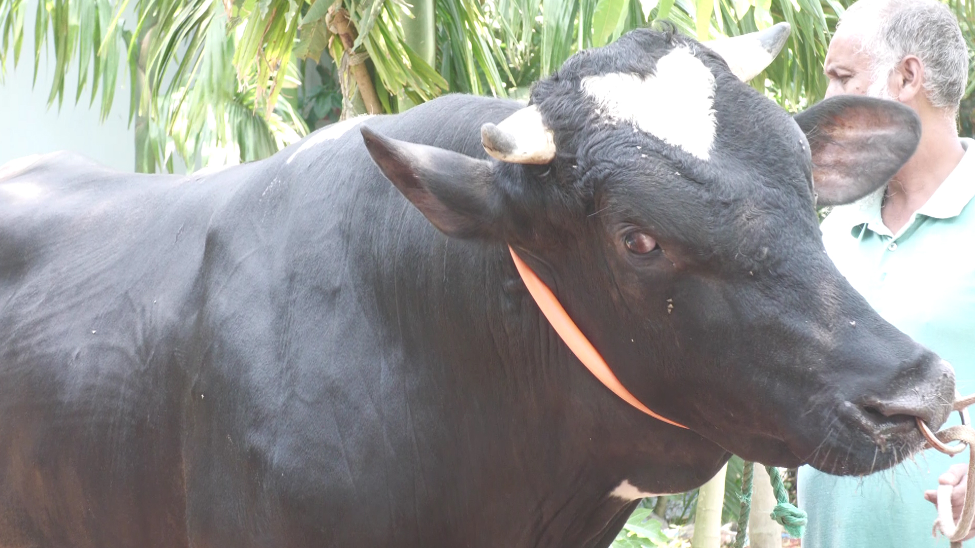 কোরবানির ঈদ ঘিরে আলোচনায় মৌলভীবাজারের ‘কালোমানিক’