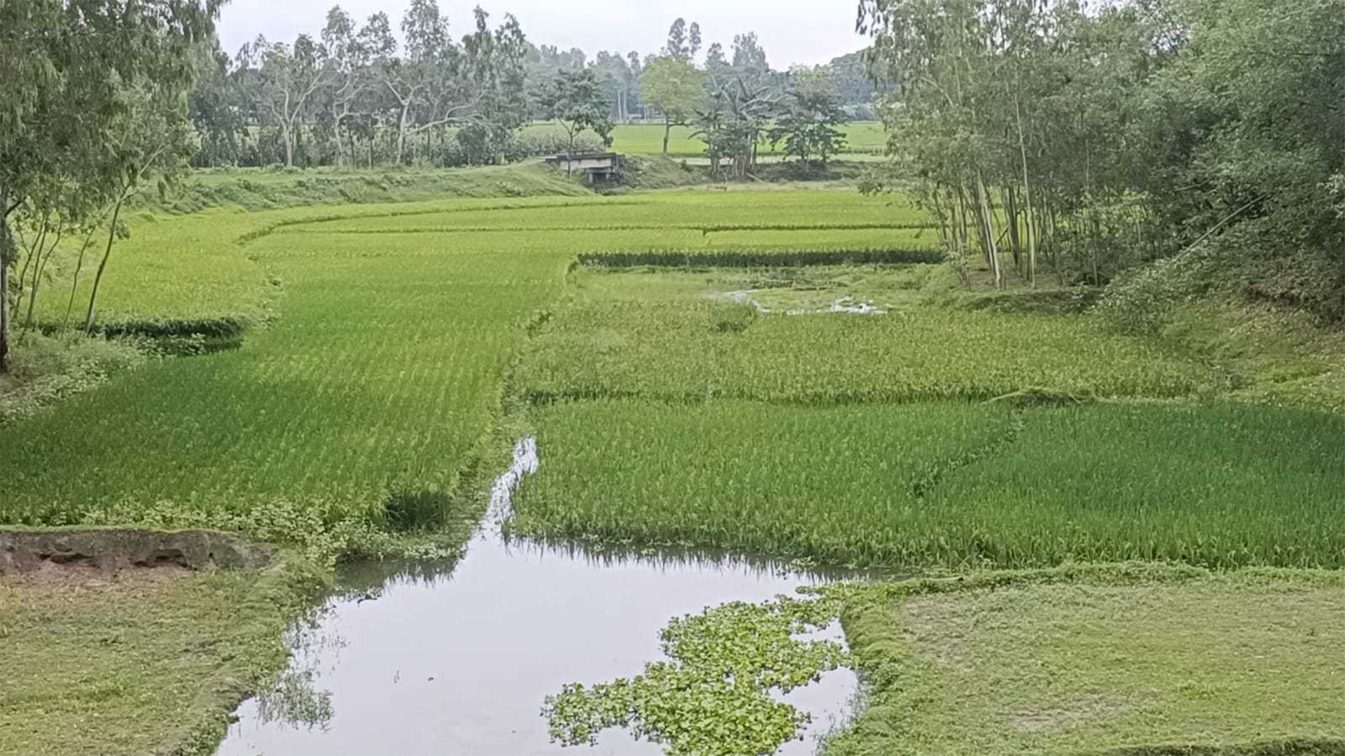 জিয়াউর রহমানের খনন করা খাল এখন আবাদি জমি!