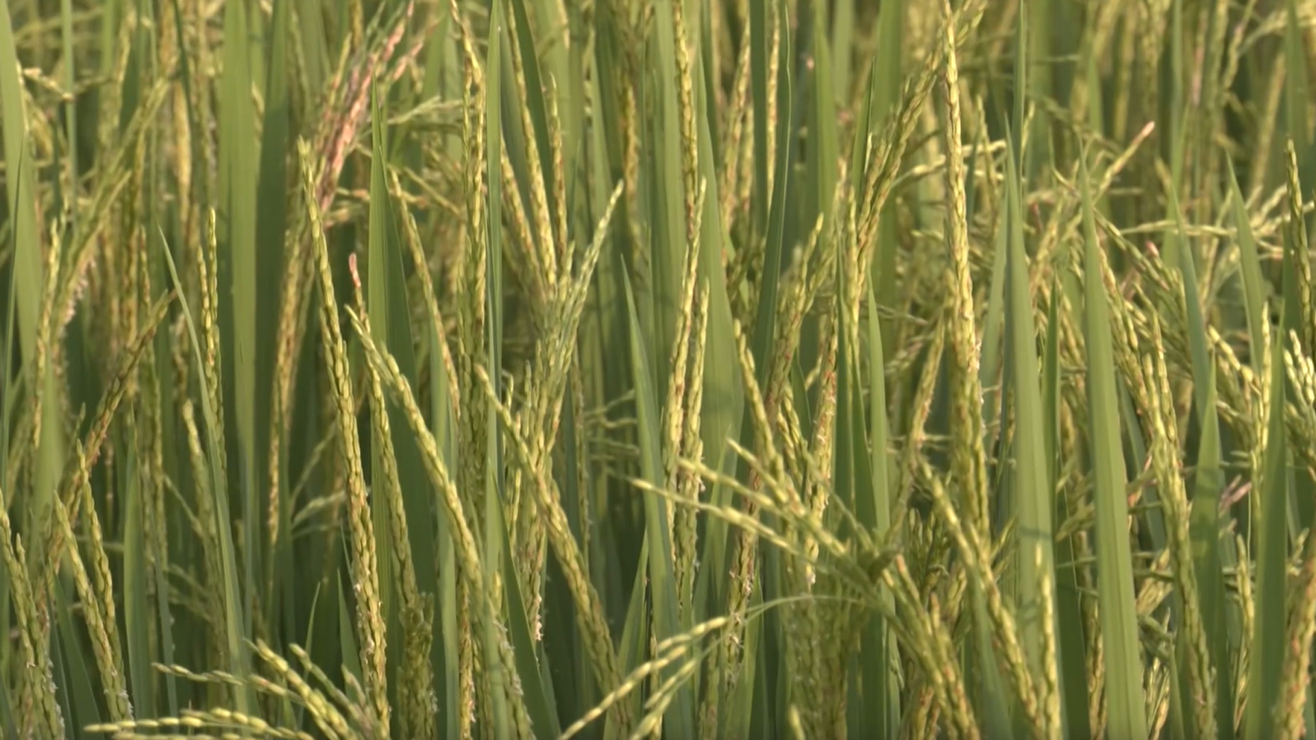 একবার রোপণে বছরে তিনবার পাওয়া যেতে পারে পেরিনিয়াল রাইস!