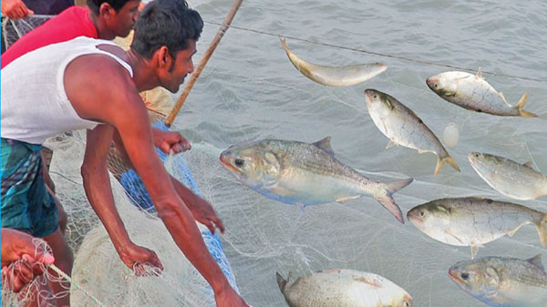 এক চাঁদপুরই যেন ঘুরিয়ে দিলো বাংলাদেশের ইলিশের চিত্র!