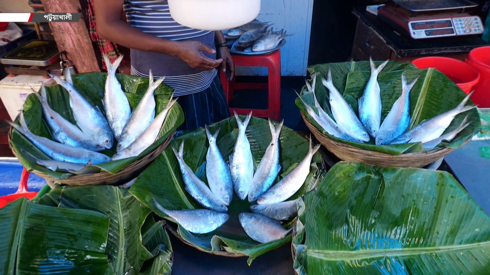 জ্বালানি সংকটে ইলিশ শিকার ব্যাহত, বৈশাখের সরবরাহে টানাটানি!