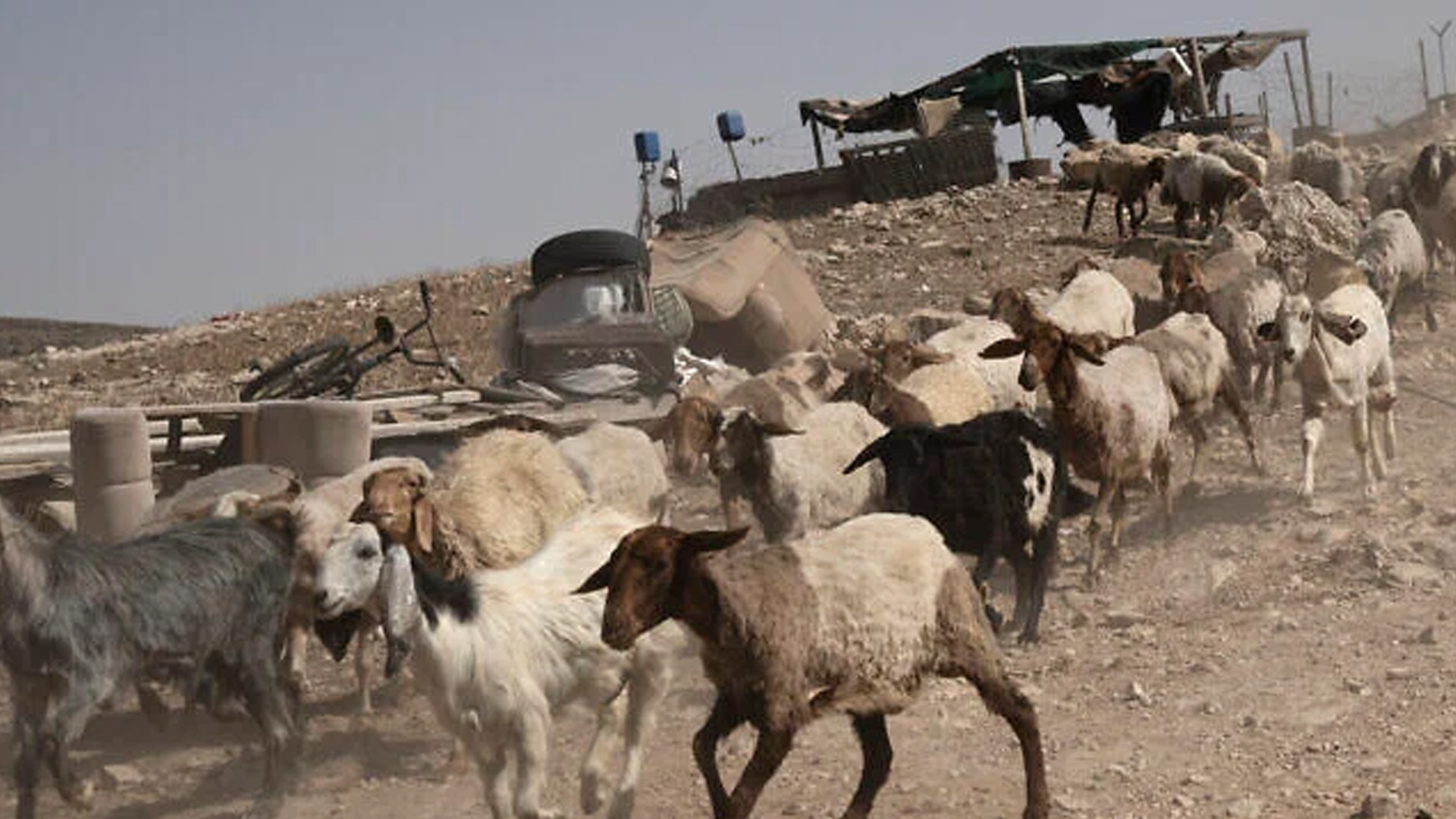 সিরিয়ার খামার থেকে ২৫০ ছাগল চুরি করলো ইসরাইলি সেনারা