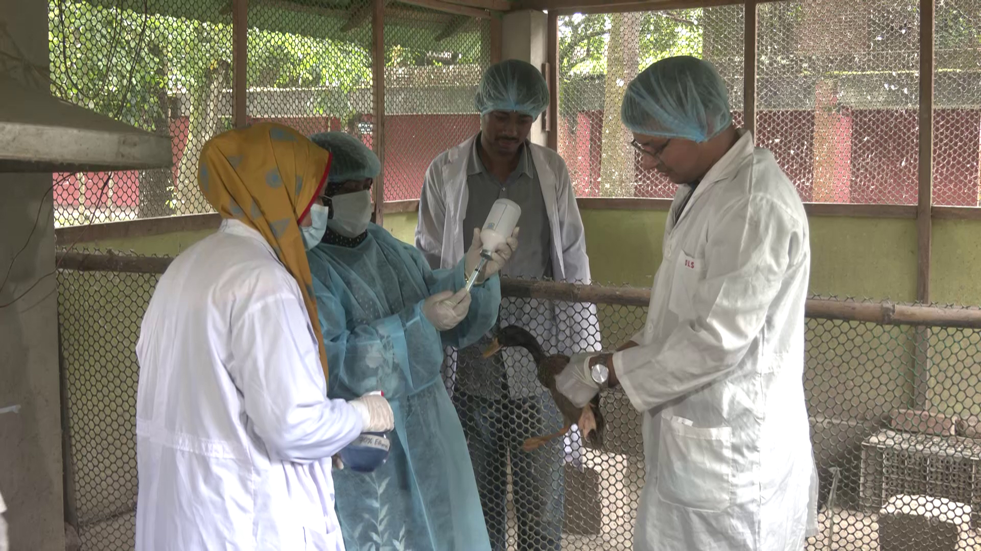 ‘ডাক প্লেগ’ প্রতিরোধে ভ্যাকসিন উদ্ভাবন, কমবে হাঁসের মৃত্যুহার