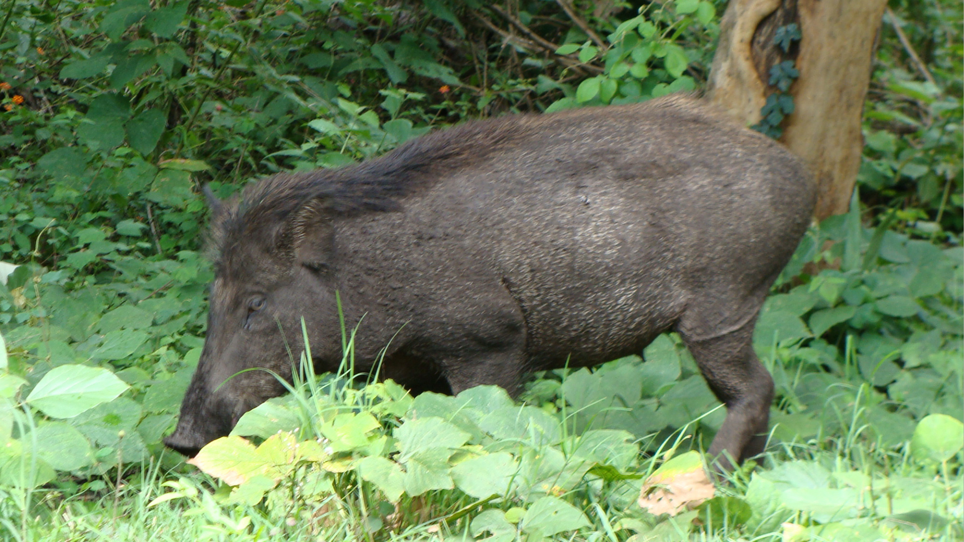 চাঁপাইনবাবগঞ্জে বন্য শূকরের আক্রমণে আহত ৪