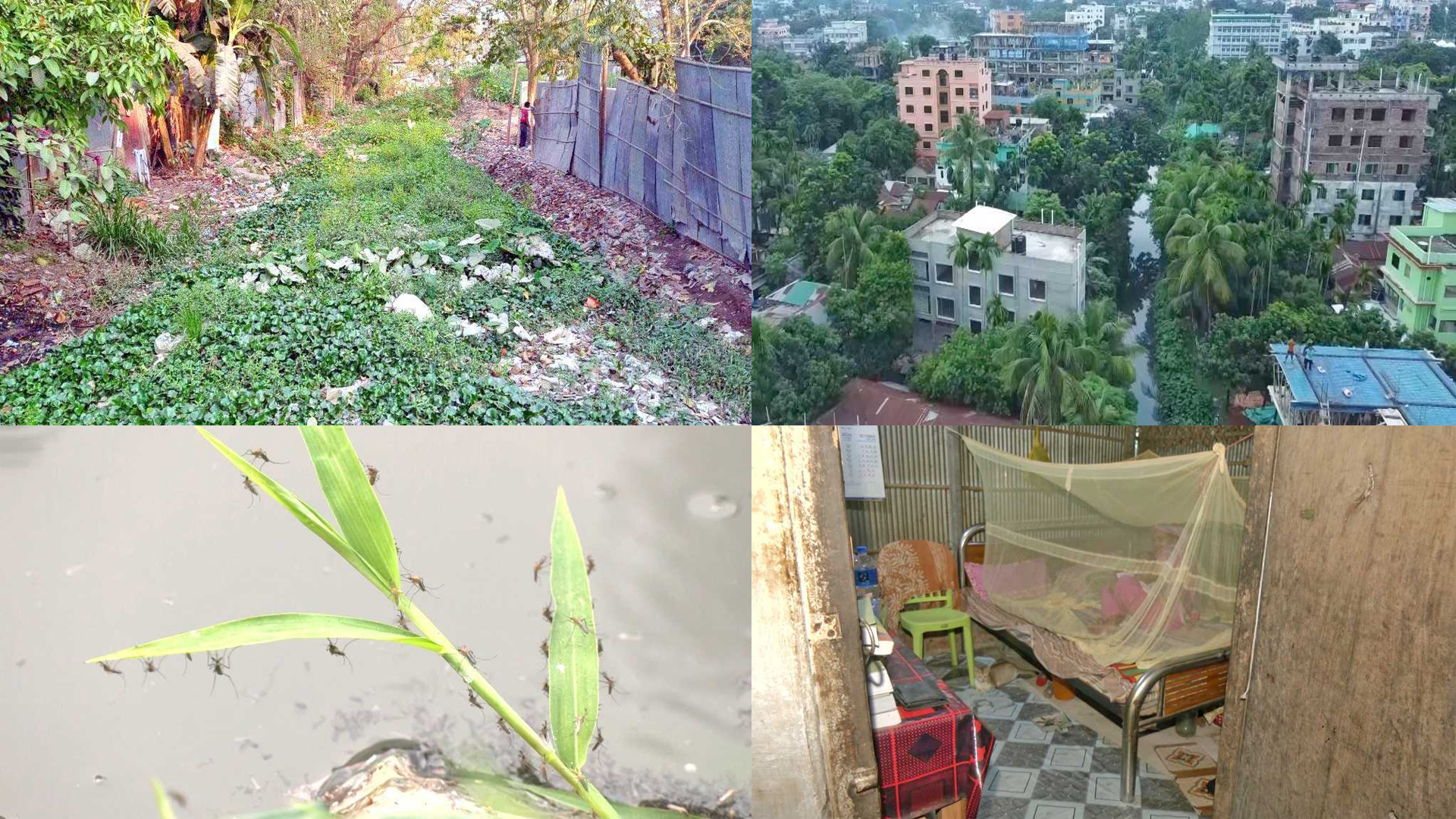 মশা মারার কোটি টাকা জলে গেল রসিকের