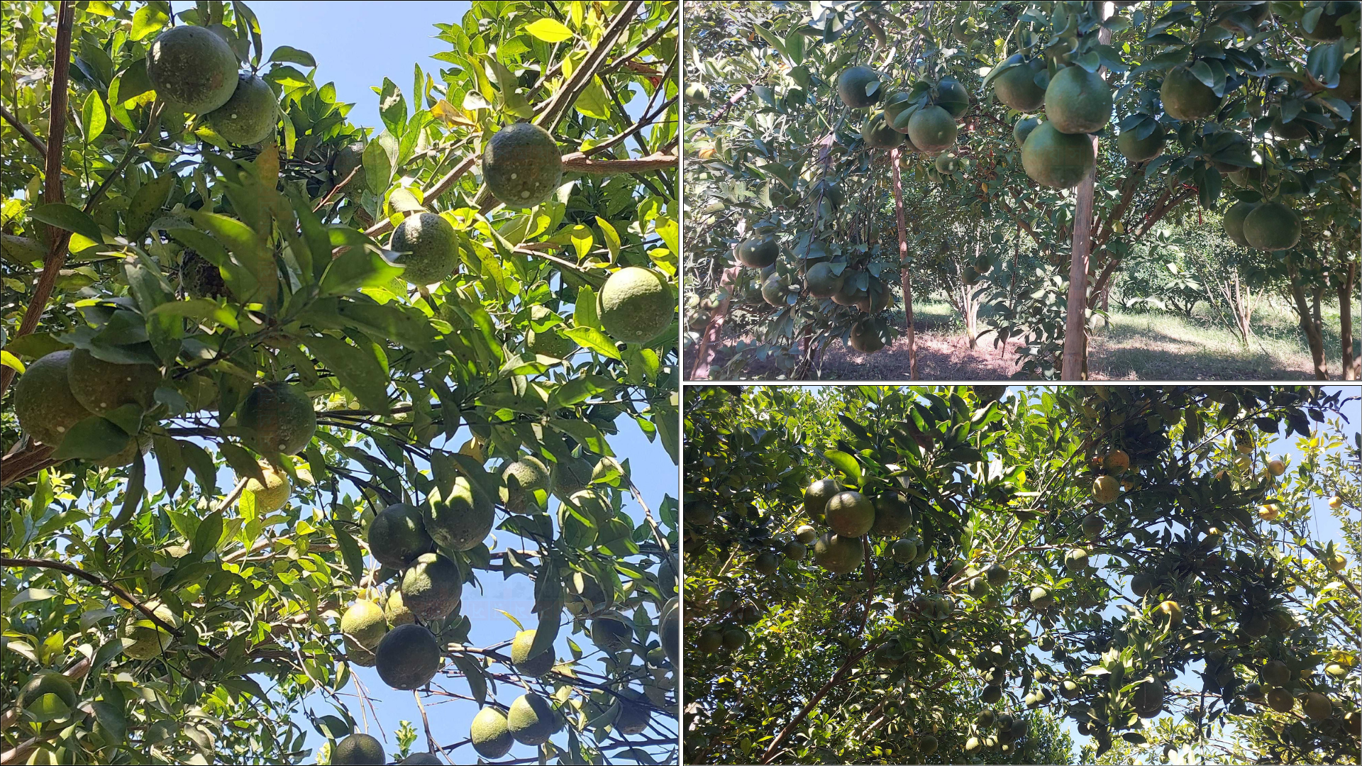 রাঙ্গামাটিতে কমছে কমলা বাগান, কারণ কী?