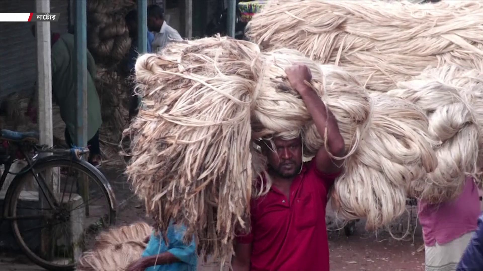 নাটোরে পাটের বাম্পার ফলন, ভালো দাম পেয়ে খুশি চাষিরা