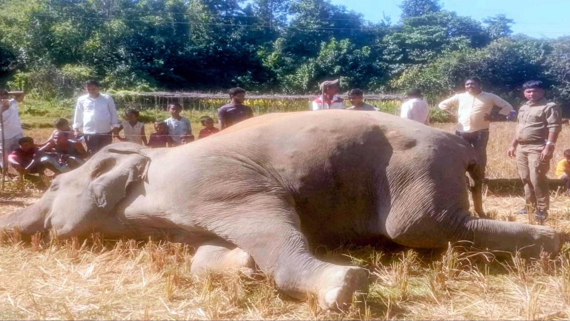 বৈদ্যুতিক ফাঁদের তারে স্পৃষ্টে বন্যহাতির মৃত্যু