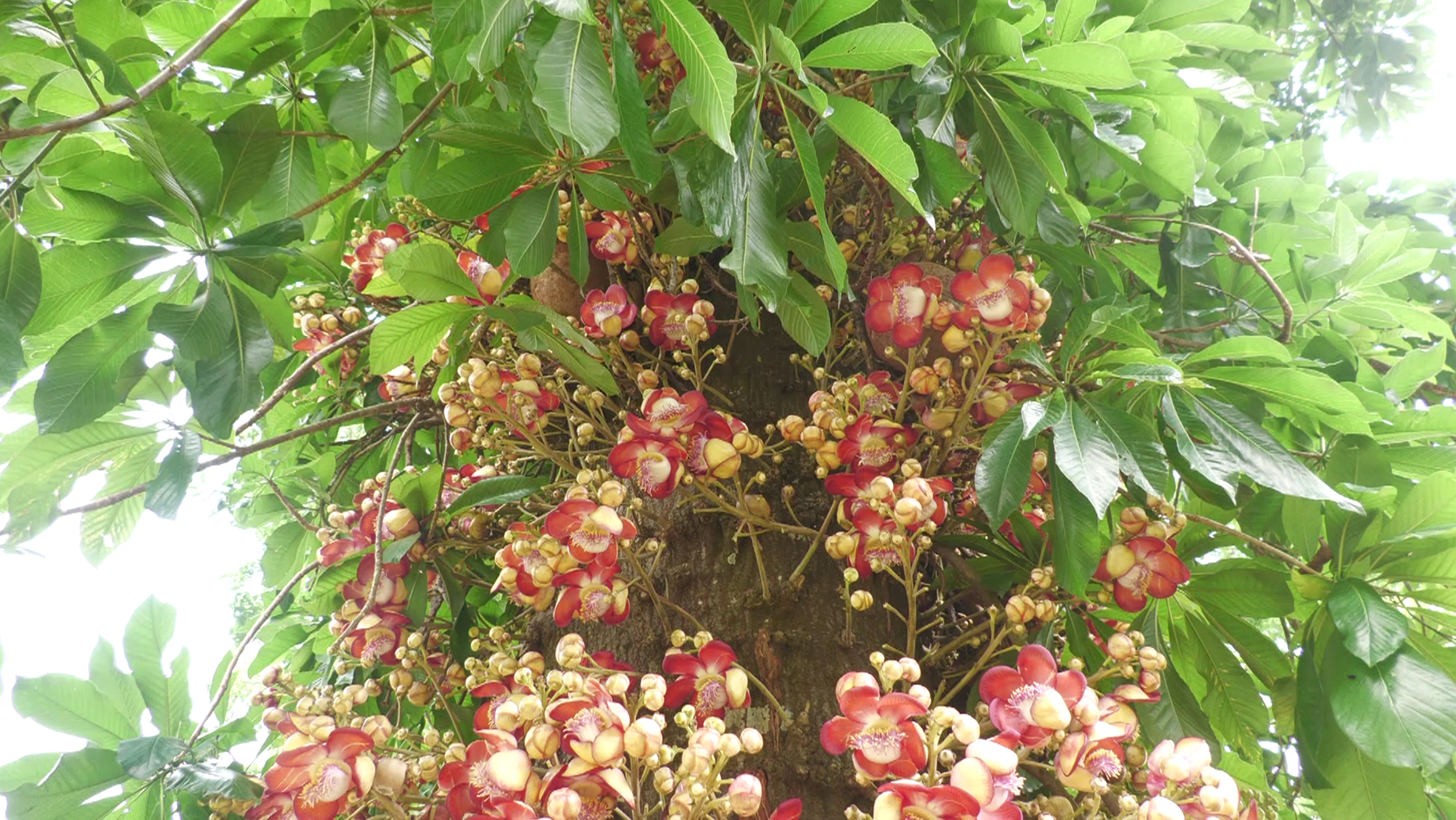 নব্বয়ের দশকে লাগানো সেই বিরল বৃক্ষ সৌরভ ছড়াচ্ছে মোহমায়া