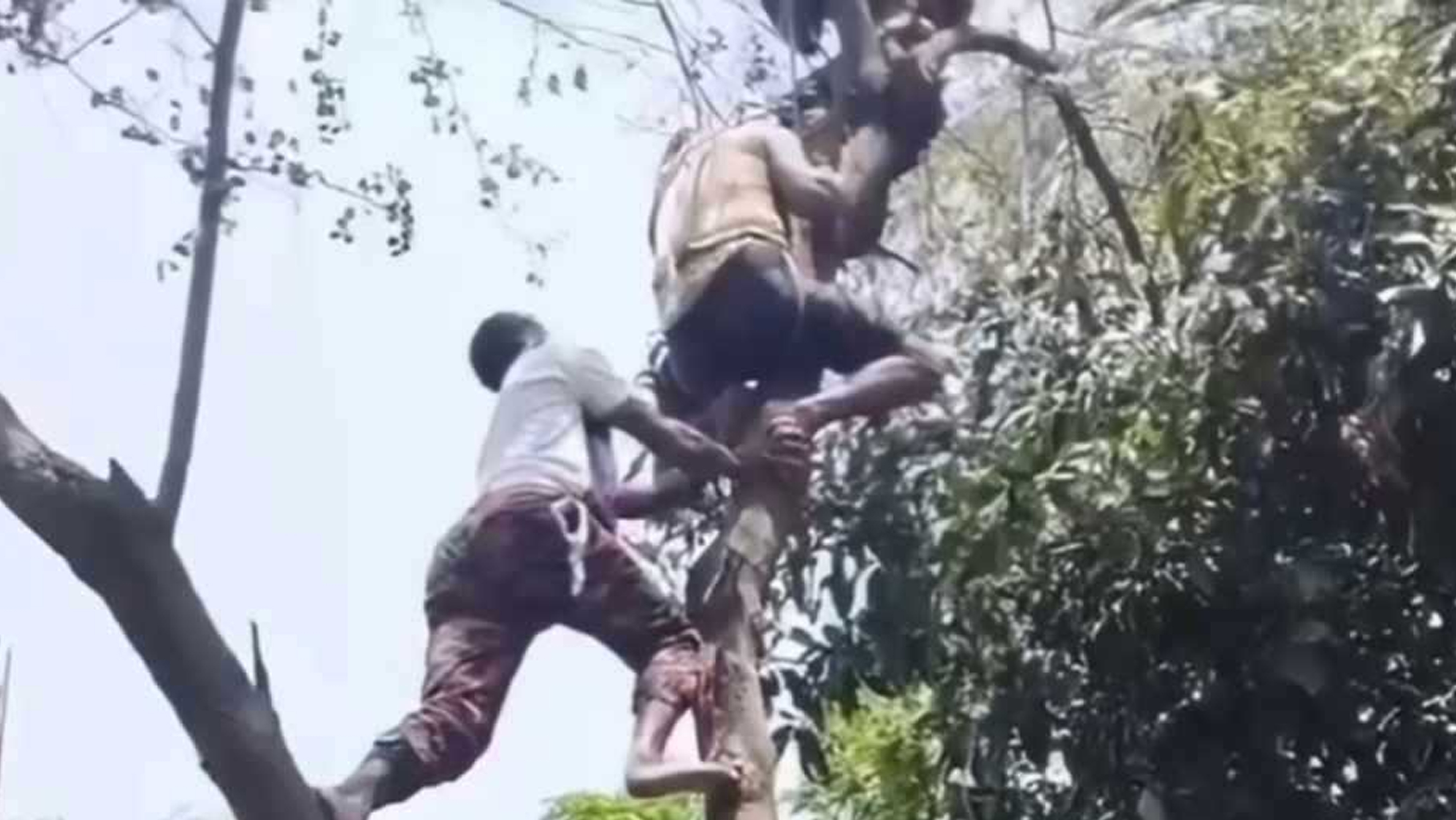 ডাল কাটতে ওঠে গাছের ওপরে অজ্ঞান হযরত আলী, অতঃপর...