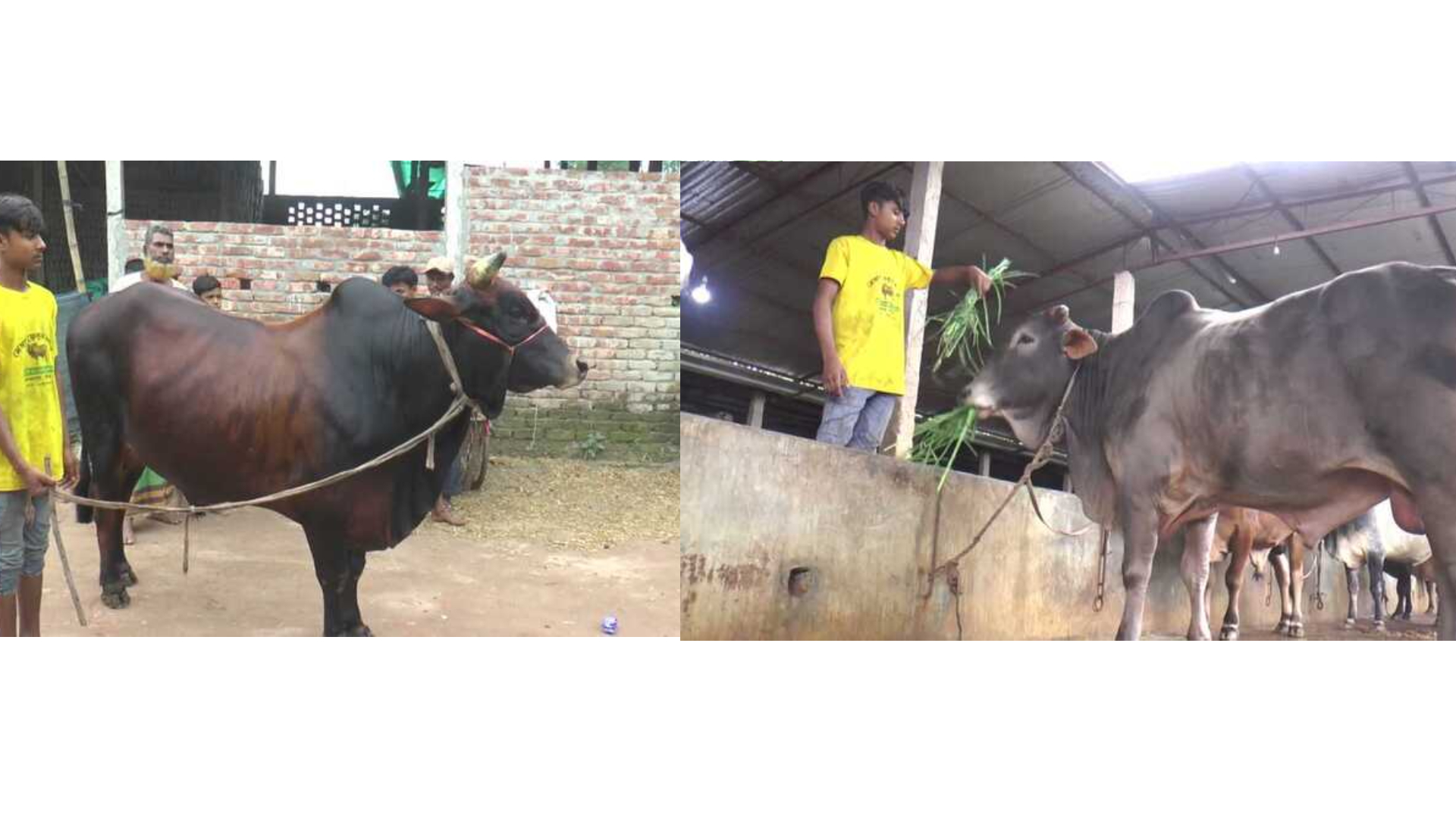 গাইবান্ধায় নজর কাড়ছে ‘লাল বাহাদুর’ ও ‘পাহাড়ি পালোয়ান’