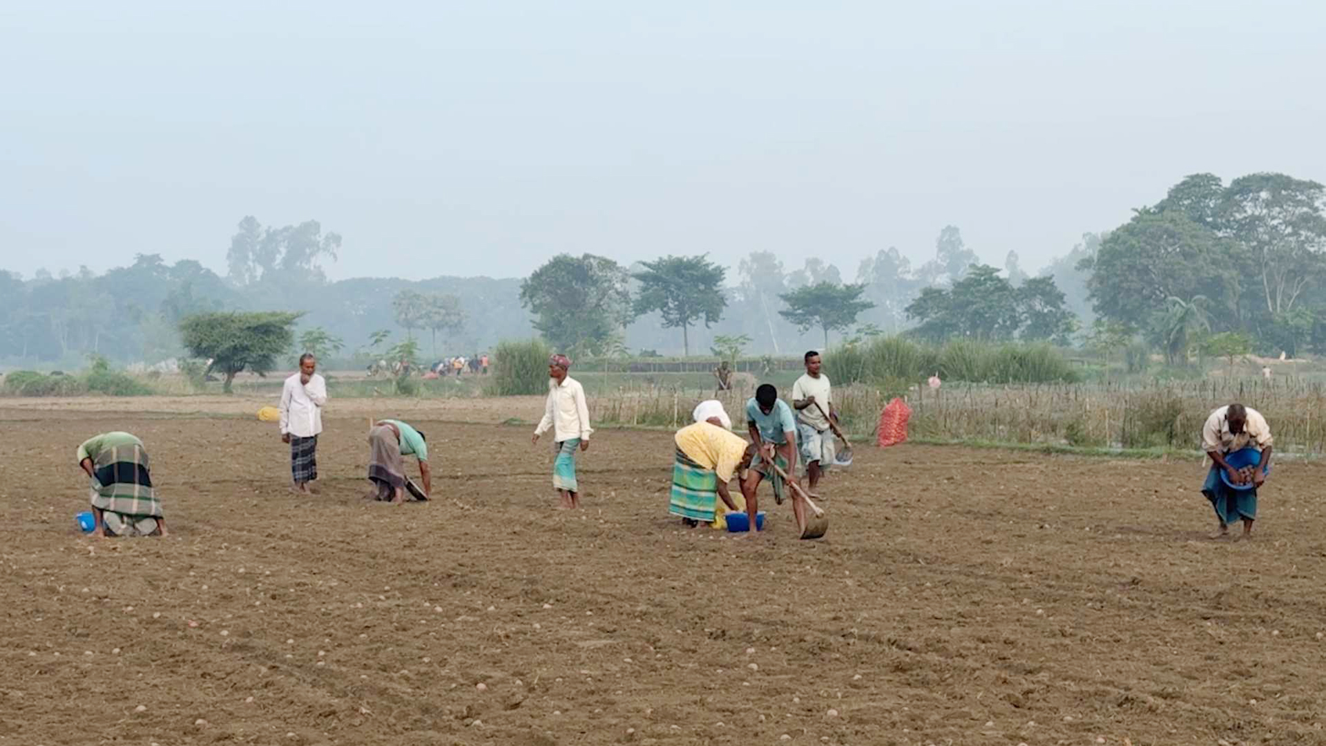 লাভের আশায় আগাম আলু চাষে ব্যস্ত কৃষক
