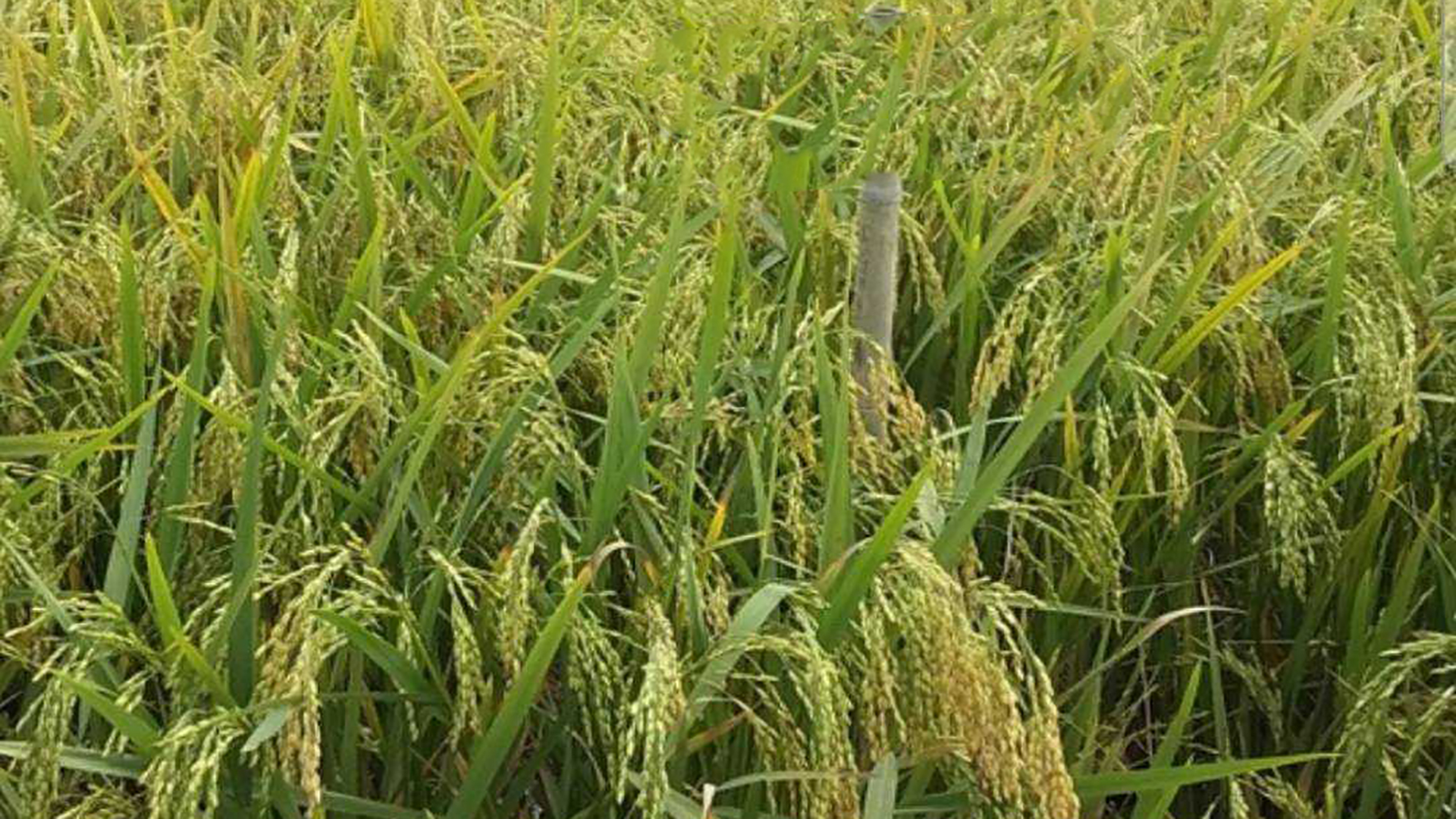 নতুন ব্রি ধান ১১৮: দুই মাস আগেই ঘরে তোলা যাবে!