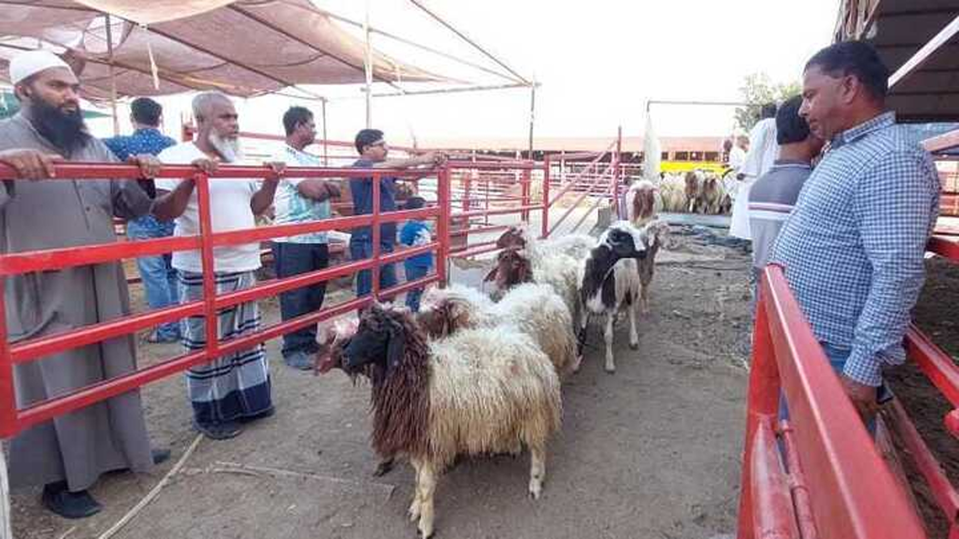 রোজার আগে কুয়েতে বাড়তে পারে দুম্বার দাম