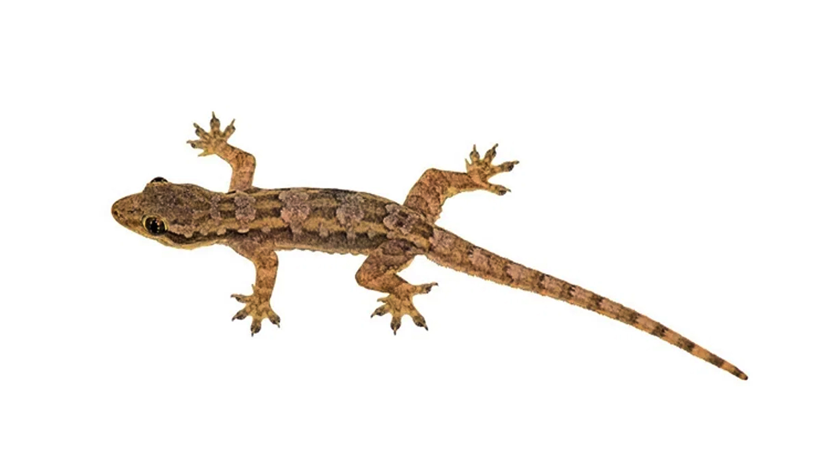 Realiti-shoularda porno jinsiy aloqa va yalangochlik