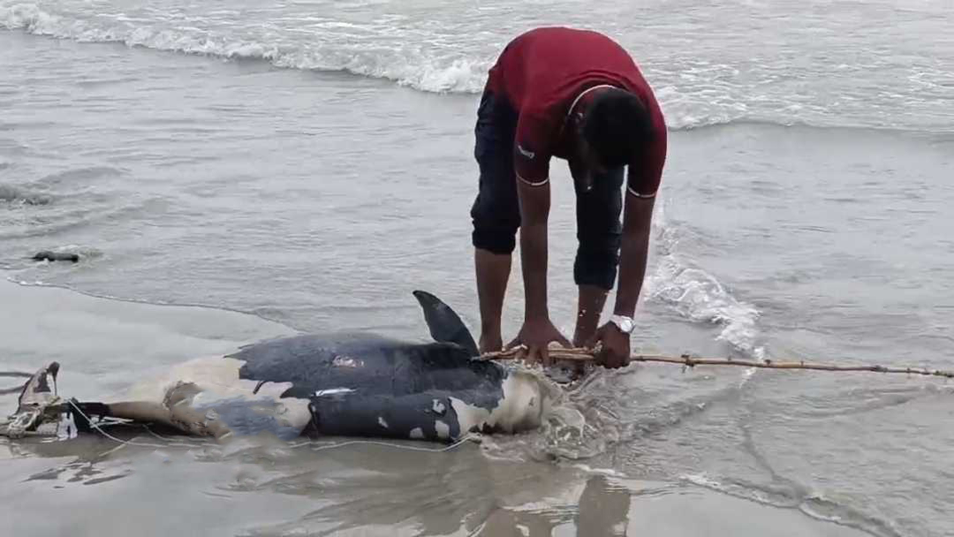 সৈকতে আবারও ভেসে এলো মৃত ডলফিন, যে ইঙ্গিত দিলেন বিশেষজ্ঞরা