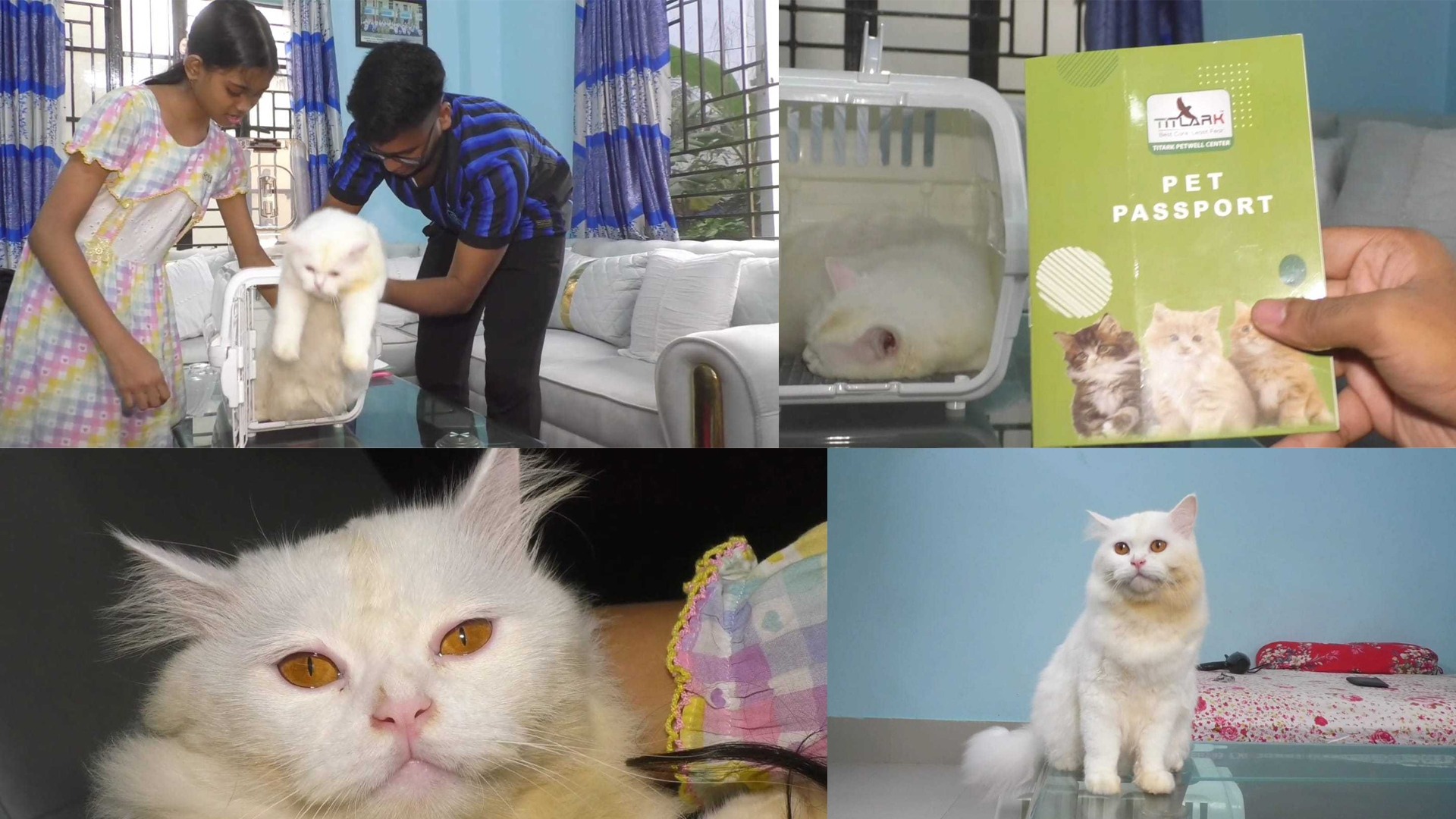 এত কিছুর পরও কেন ইতালি যাওয়া হলো না মুন্সীগঞ্জের সেই বিড়ালটির?