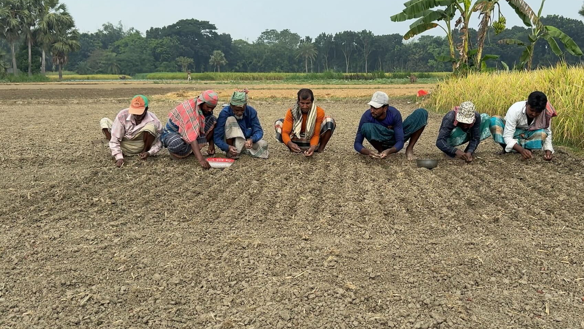 মুড়িকাটা পেঁয়াজ আবাদে ব্যস্ত রাজবাড়ীর চাষিরা, উদ্বেগ বাড়াচ্ছে সারের দাম