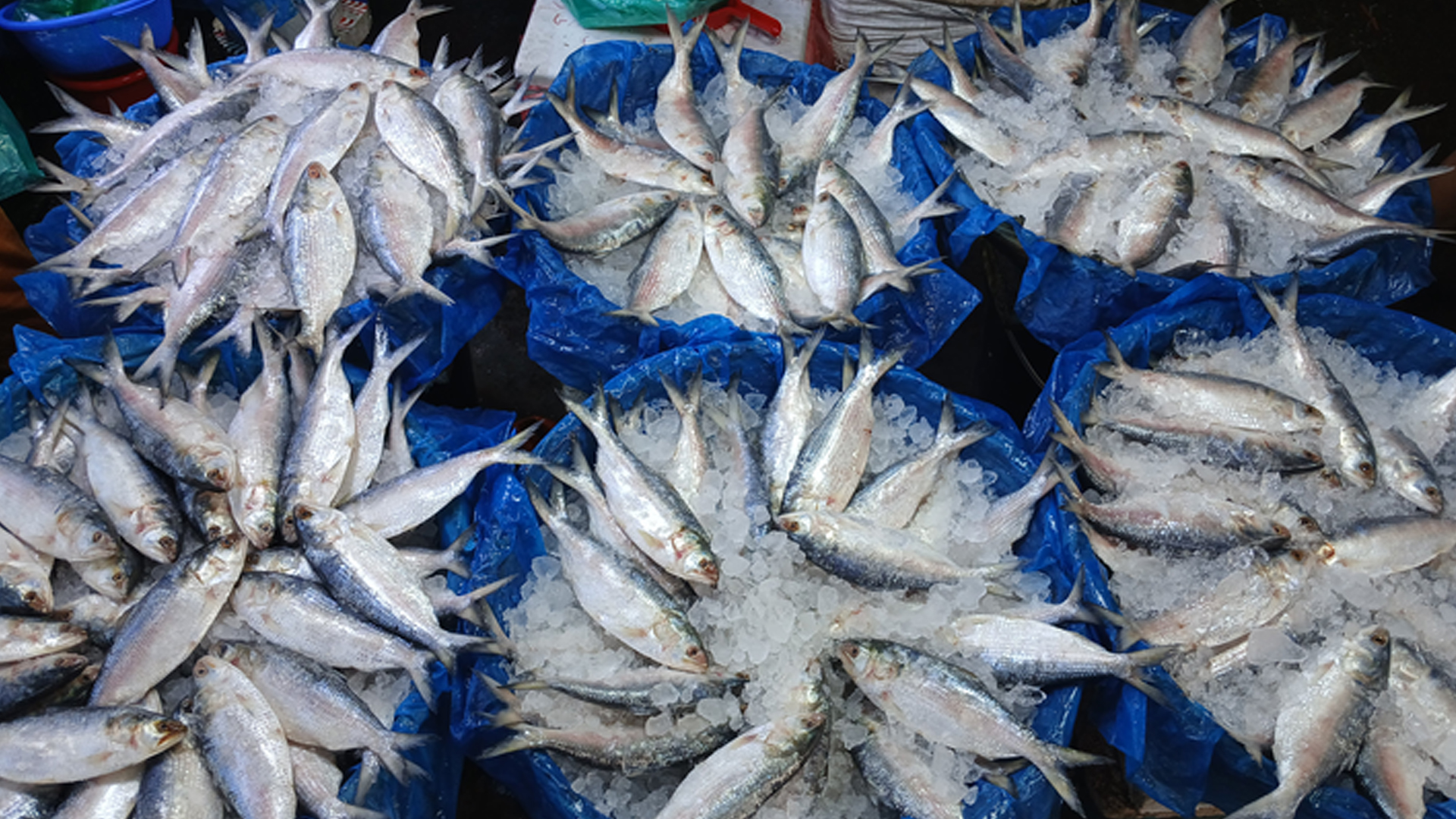 বাইপাইল পাইকারি মৎস্য আড়তে ইলিশের দাম কেজিতে কমলো ১ হাজার টাকা