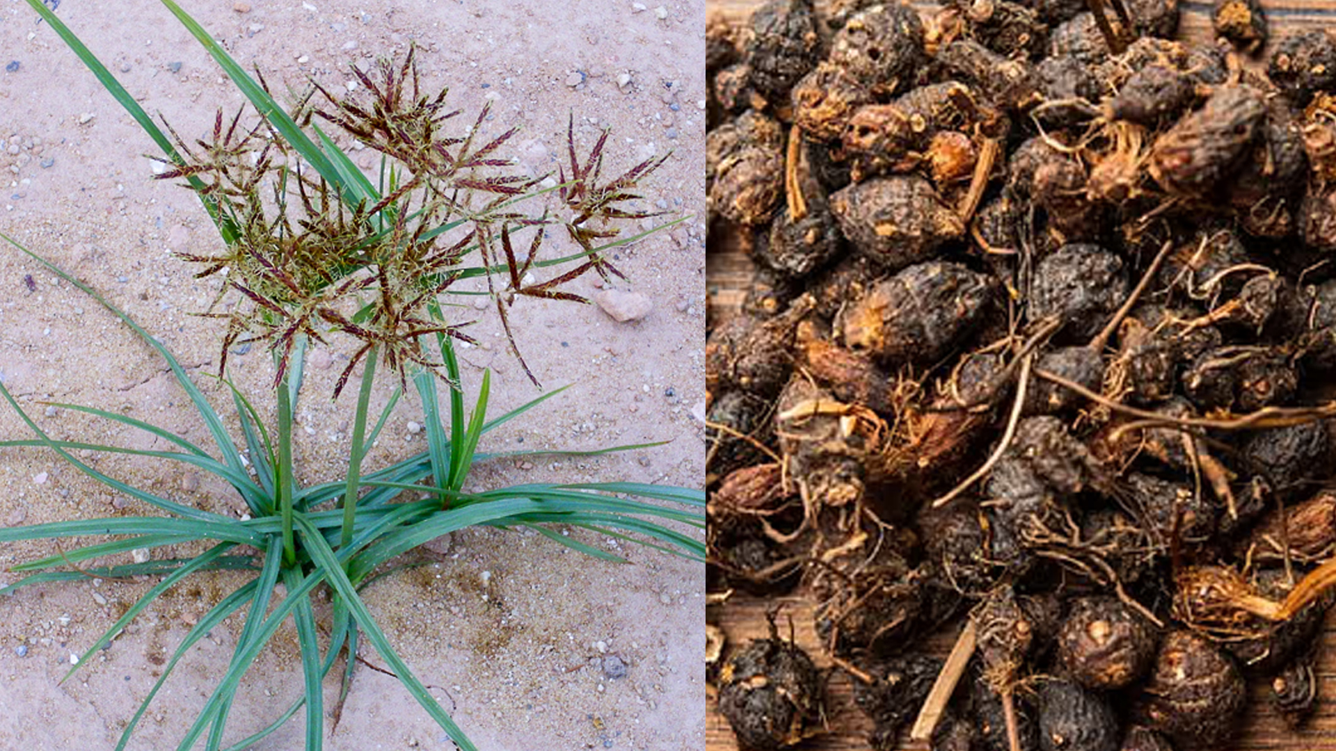 সকালে নাগরমোথা খেলেই ২০ সমস্যার সমাধান!