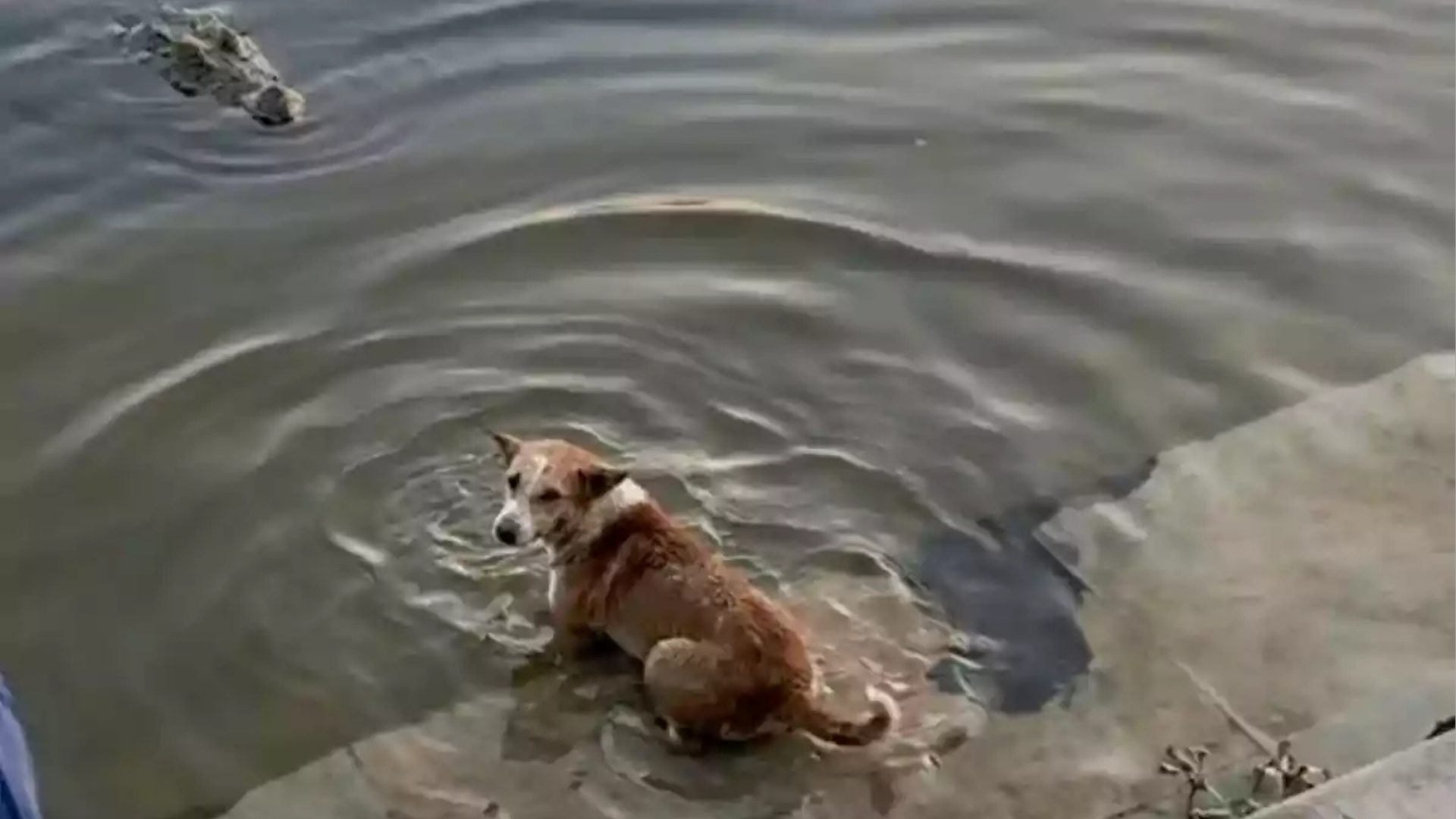 ‘দিঘির কুমিরের মুখে কুকুর’, ভিডিও ভাইরাল, আসল ঘটনা কী?