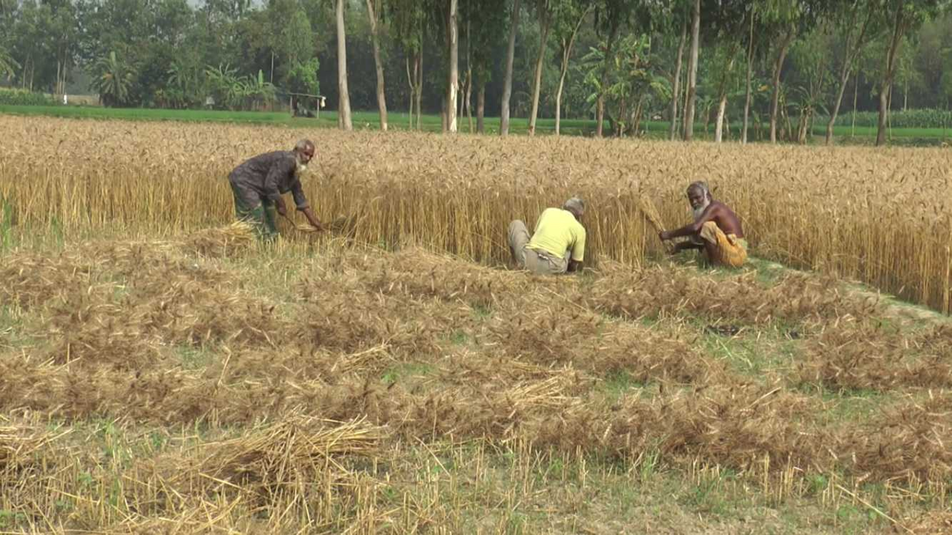 গাইবান্ধায় গম চাষের নতুন সম্ভাবনা