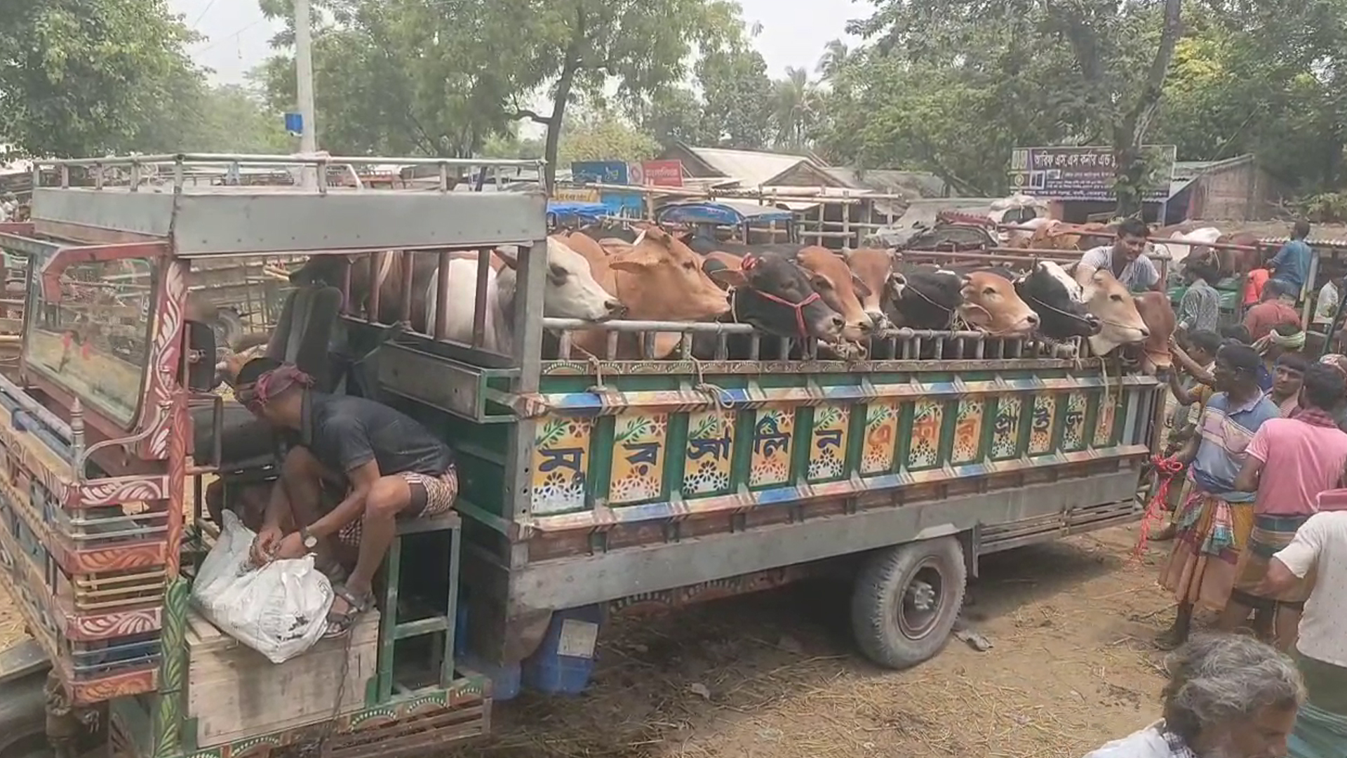 কোরবানির পশু পরিবহনে নতুন নির্দেশনা, ট্রাকে থাকতে...