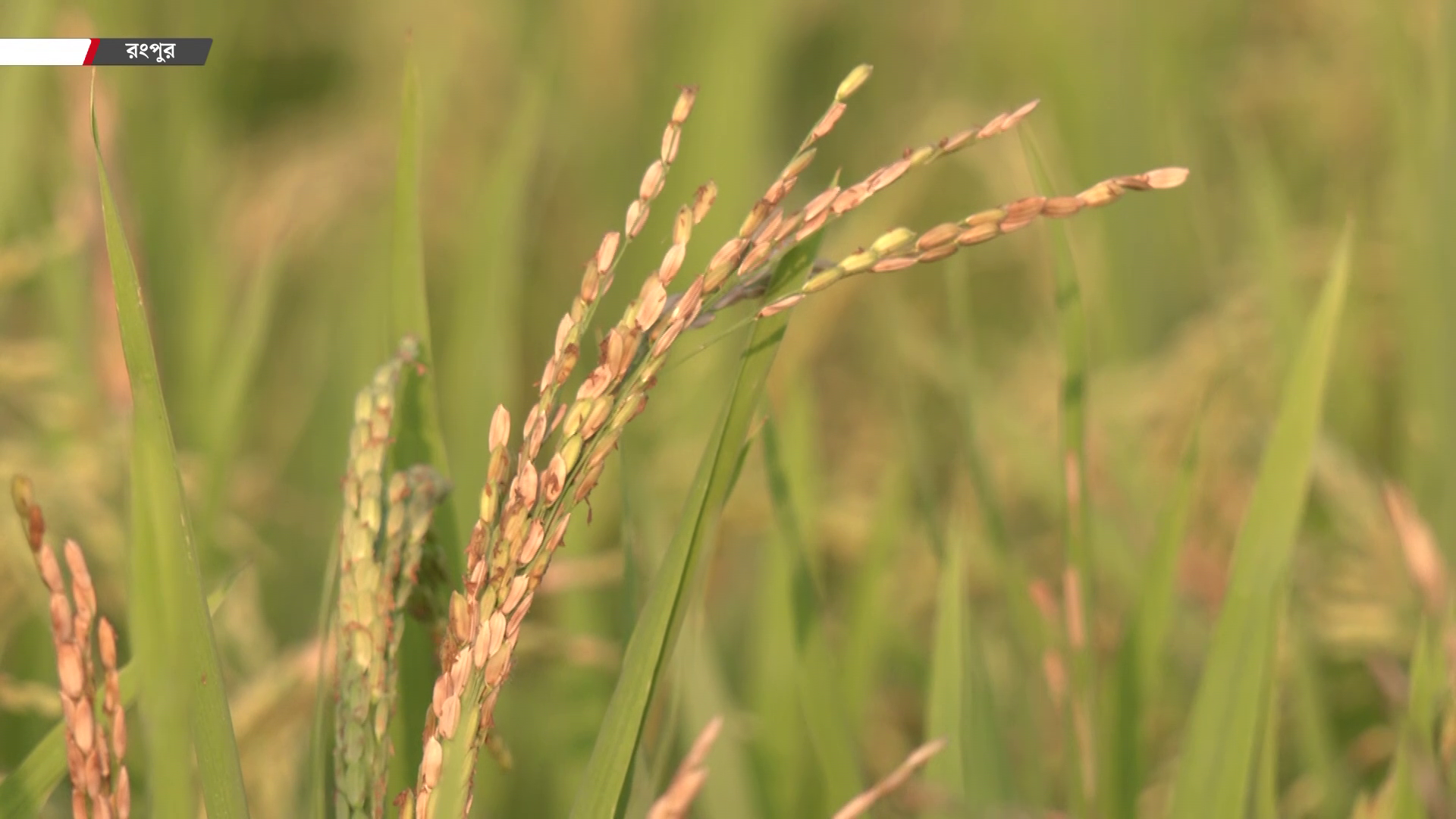 আমনের ক্ষেতে মাজরা পোকা-ব্লাস্টের প্রকোপ, ফলন নিয়ে শঙ্কায় রংপুরের চাষিরা