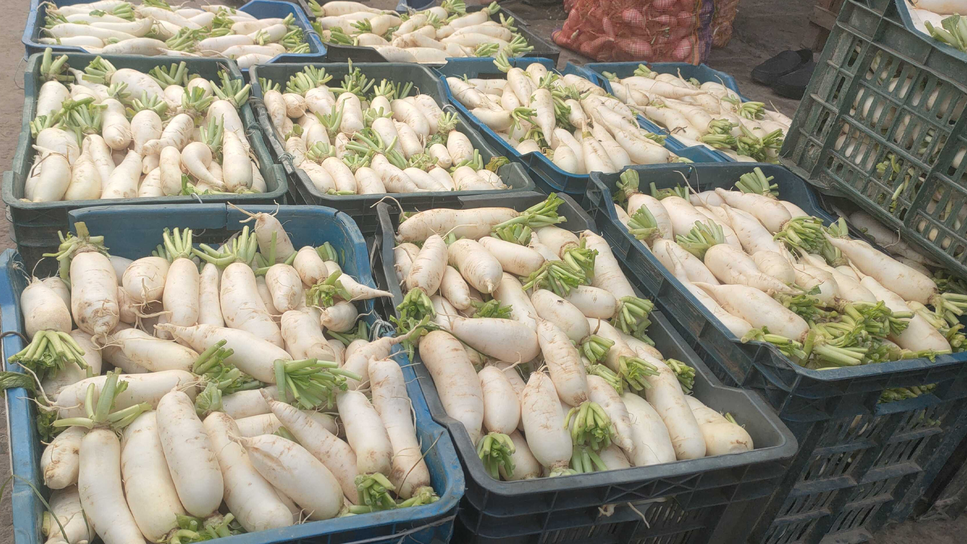 সরবরাহ বাড়ায় মেহেরপুরে শীতকালীন সবজির দাম নেমেছে অর্ধেকে