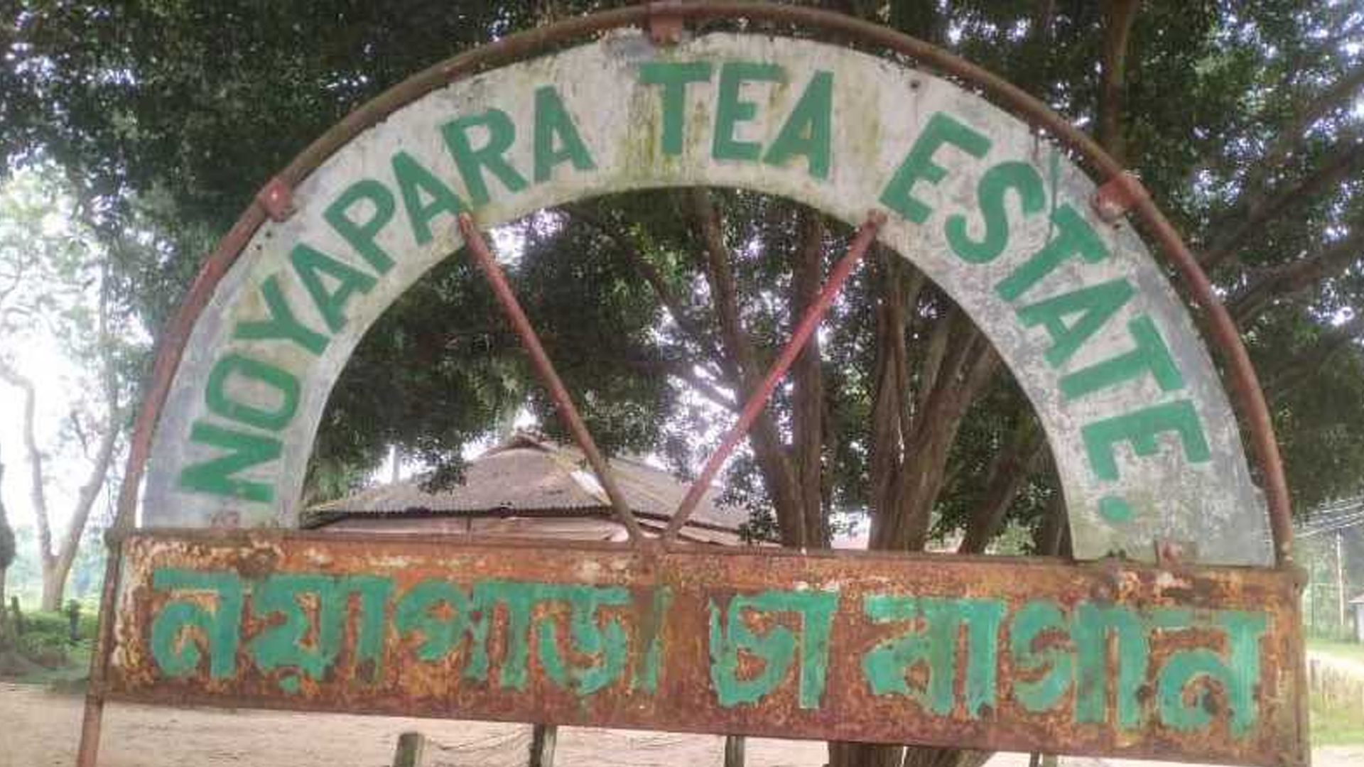 গ্যাসহীন নোয়াপাড়া চা বাগানে বন্ধ উৎপাদন, বিপাকে শ্রমিক-কর্মচারীরা