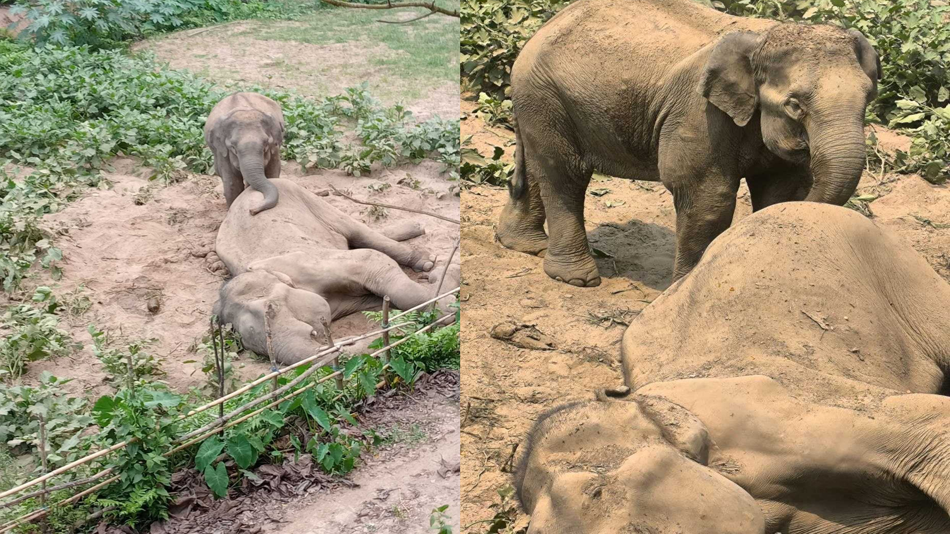 মৃত্যুর পরও সঙ্গীকে ছেড়ে যাচ্ছে না স্ত্রী হাতিটি