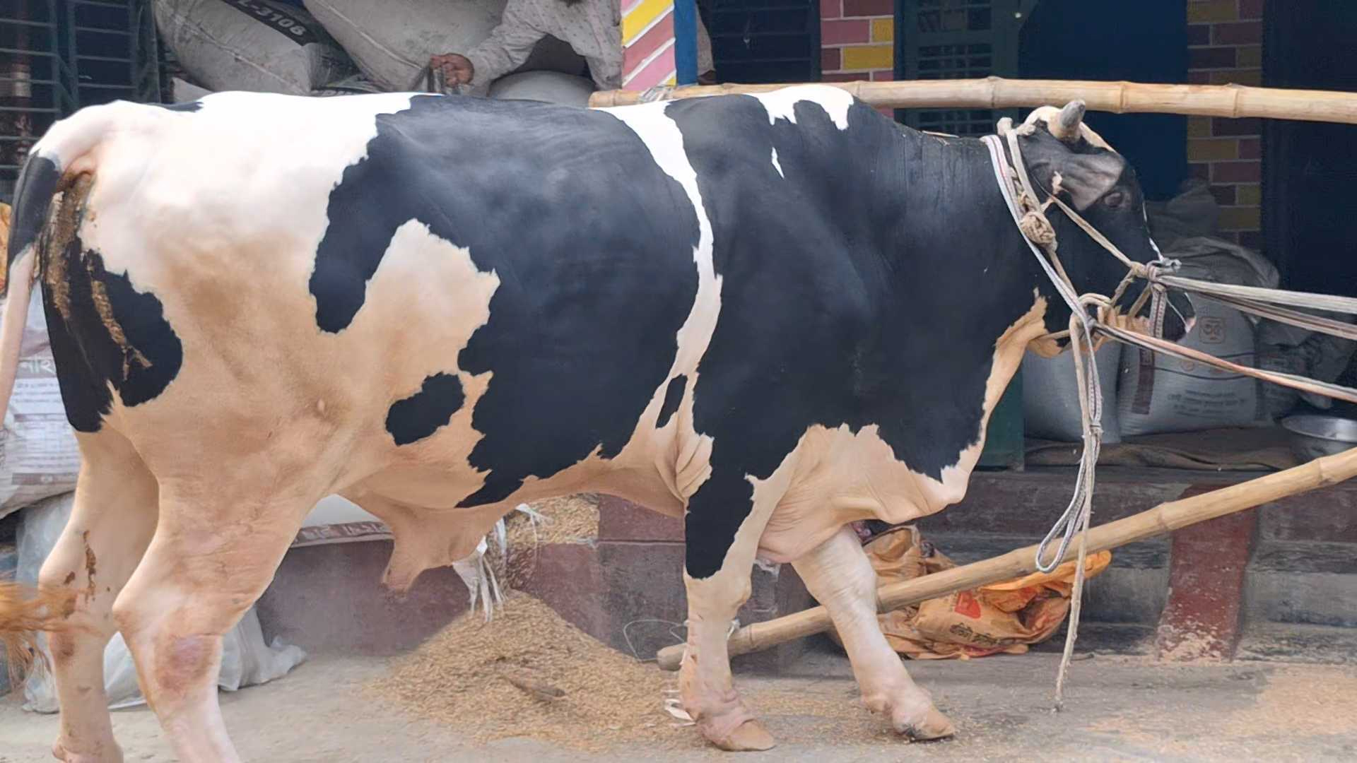 নড়াইলের ‘বাহুবলীর’ ওজন ১১০০ কেজি, বিক্রি হবে কততে?
