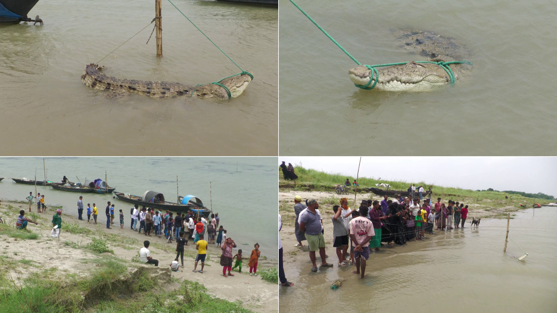ফরিদপুরে জেলের বড়শিতে ধরা পড়লো কুমির, দেখতে উৎসুক জনতার ভিড়