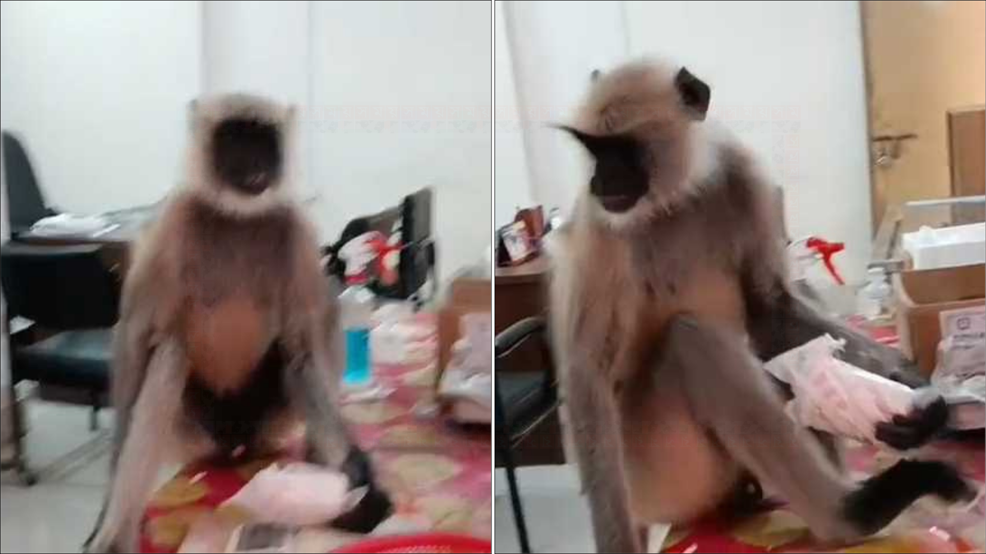 চিকিৎসা পেতে হাসপাতালে হাজির আহত হনুমান