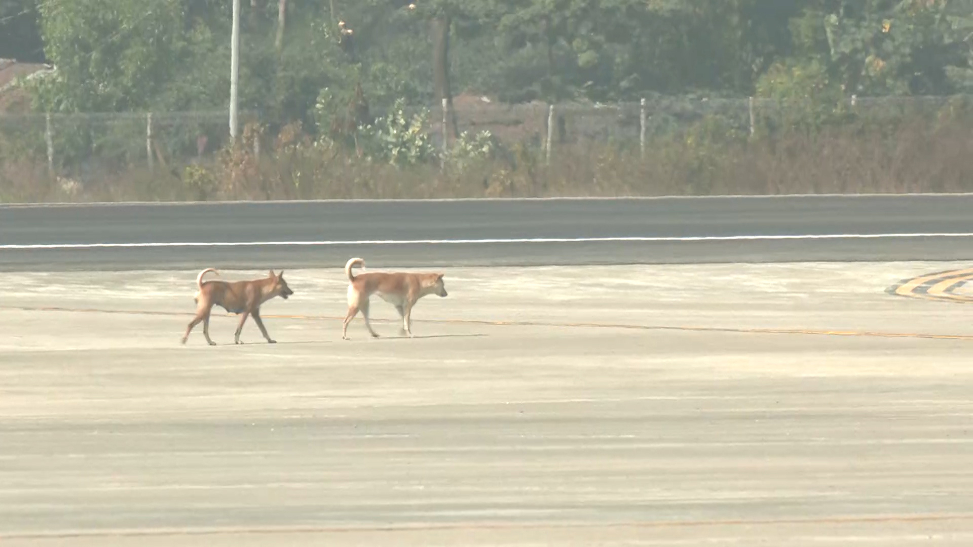 কক্সবাজার বিমানবন্দরে রানওয়েতে কুকুরের অবাধ বিচরণ, ঝুঁকিতে বিমান ওঠানামা