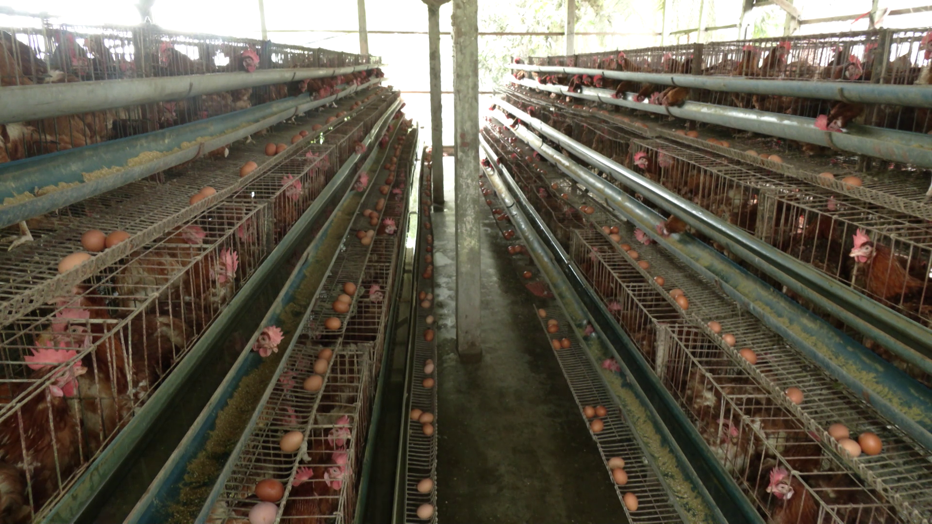 ডিম উৎপাদন খরচে দিশেহারা প্রান্তিক খামারিরা, অনেকেই গুটিয়ে নিচ্ছেন ব্যবসা