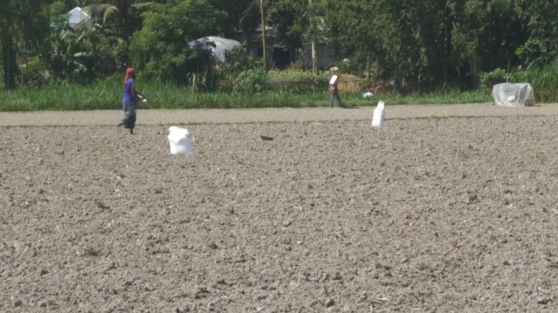 সংকট দেখিয়ে বেশি দামে সার বিক্রি, বিপাকে মানিকগঞ্জের চাষিরা