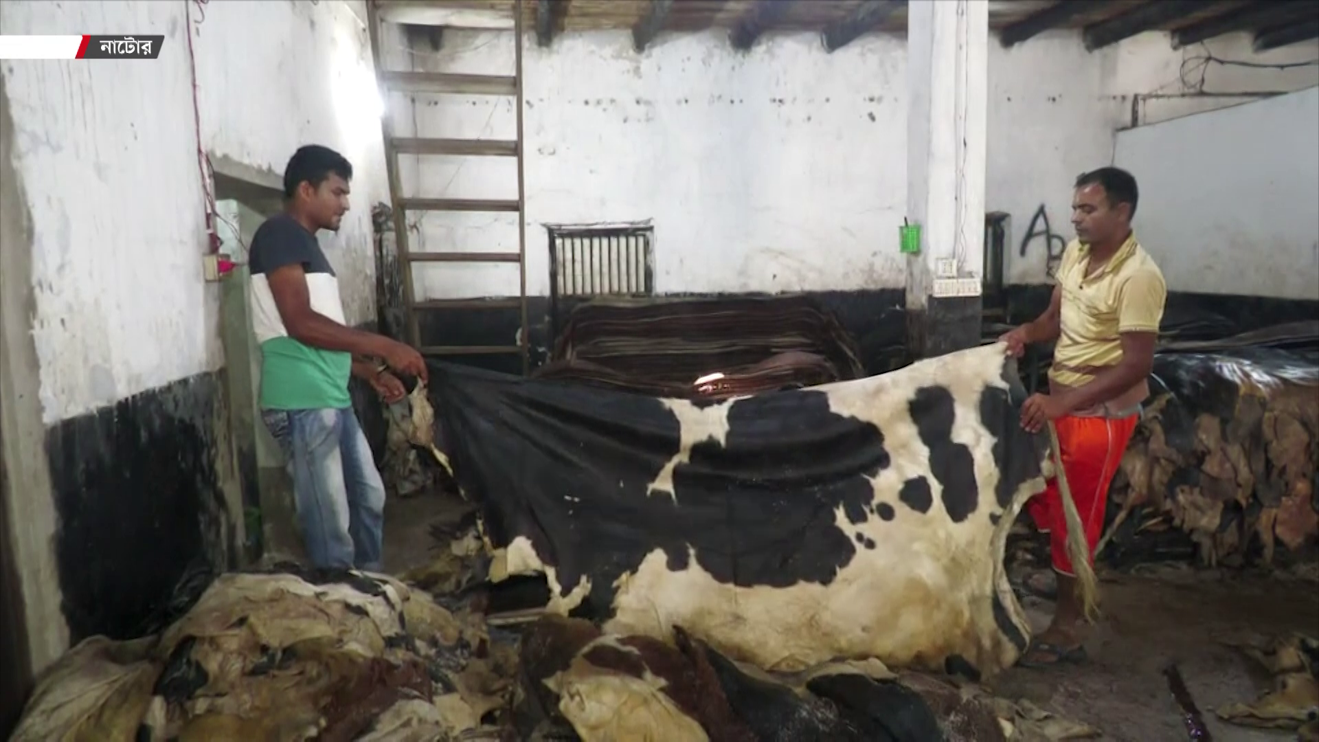 নাটোরে গরুর চামড়ায় লাভ, ছাগলে ধস!