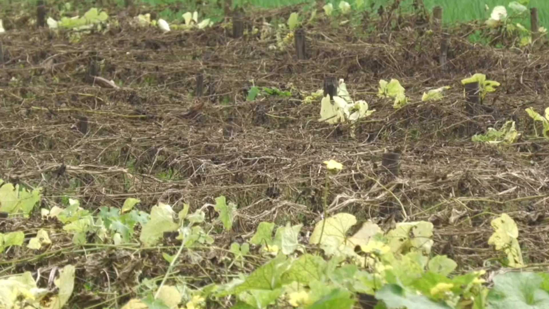 অতিবৃষ্টিতে সবজি নষ্ট, দিশাহারা মানিকগঞ্জের চাষিরা
