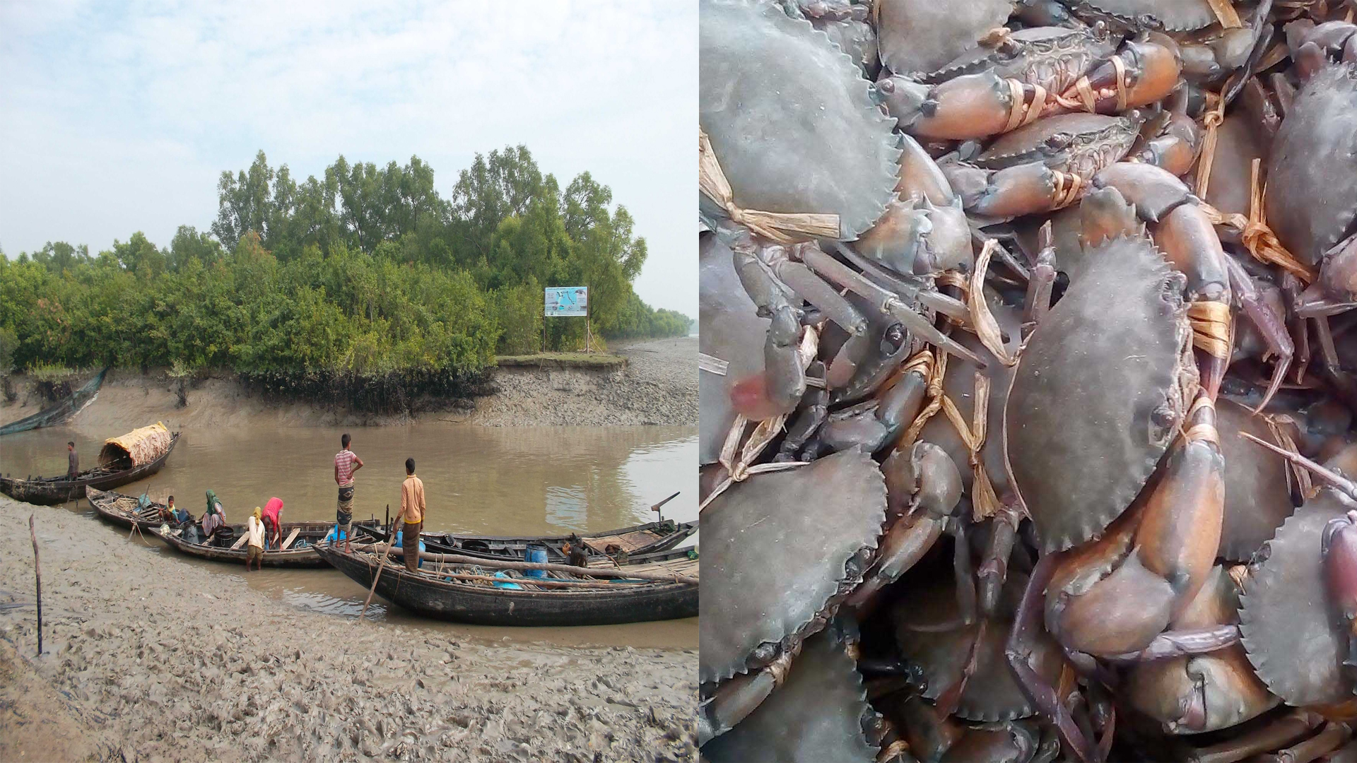 সুন্দরবনে প্রজনন মৌসুমে কাঁকড়া ধরায় দুই মাসের নিষেধাজ্ঞা