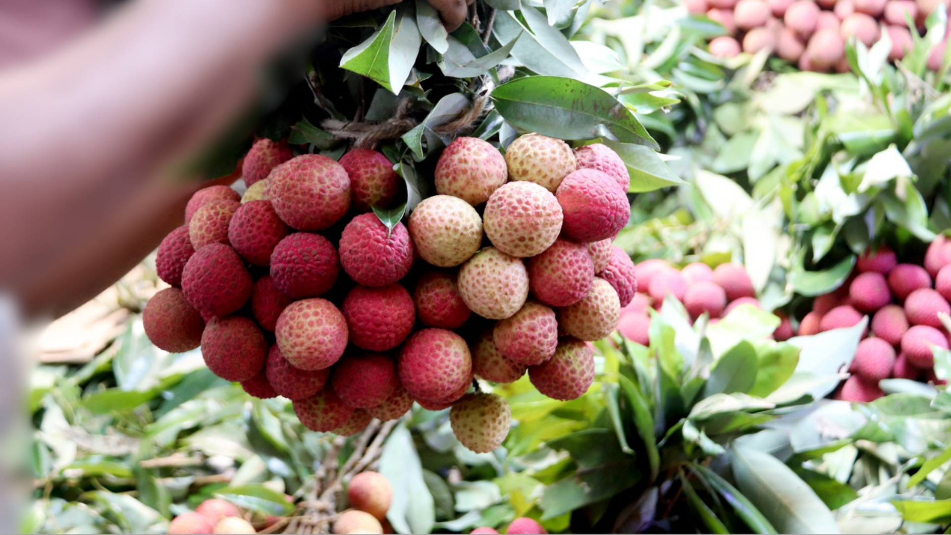 লিচুর দাম কেন ১৫০০ টাকা
