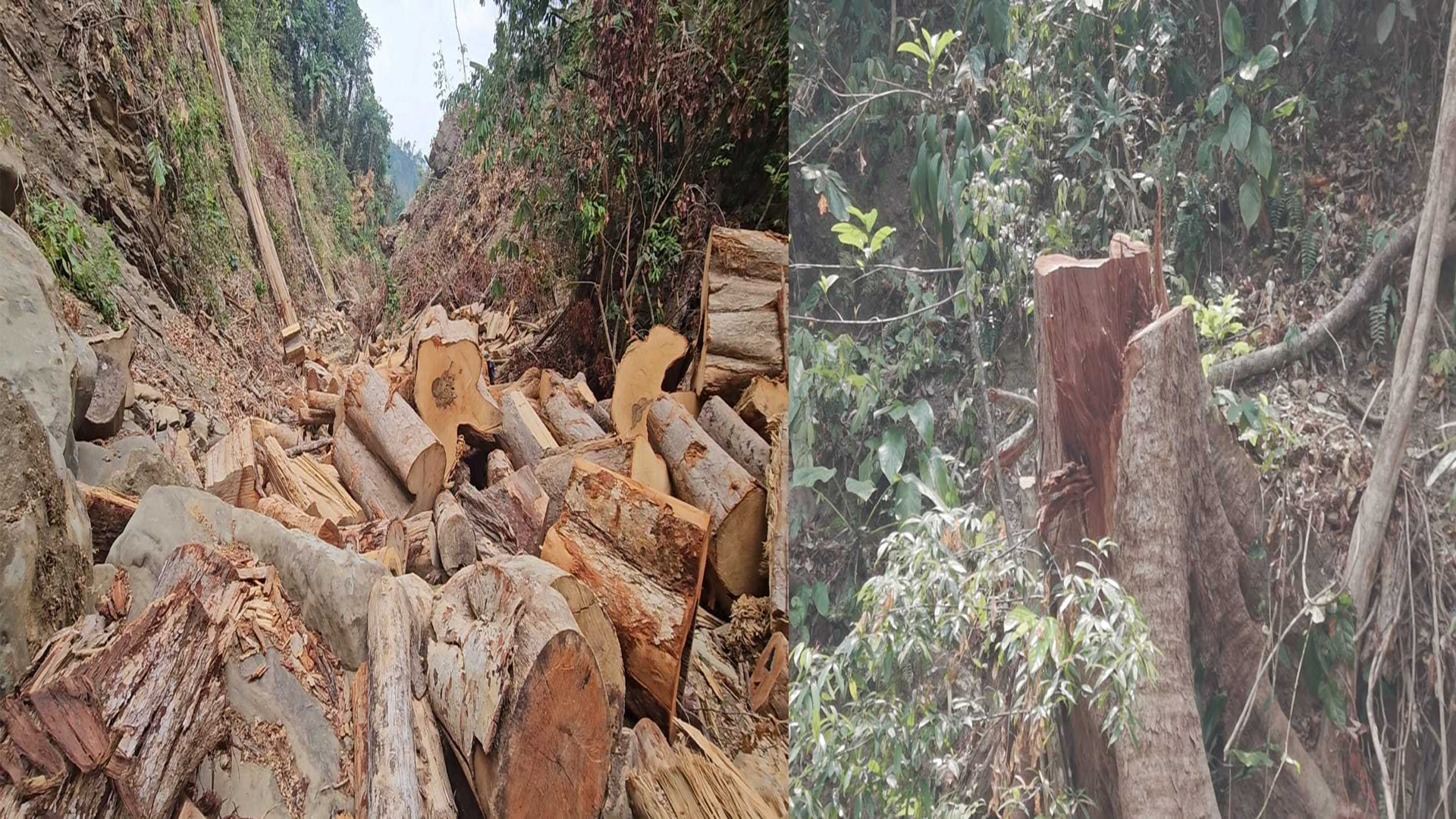 বান্দরবানে রাতে কাটা হচ্ছে পাহাড়ের গাছ, ঘুমে বনবিভাগ!