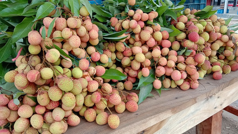 চলতি মাসেই বাজারে উঠবে দিনাজপুরের লিচু