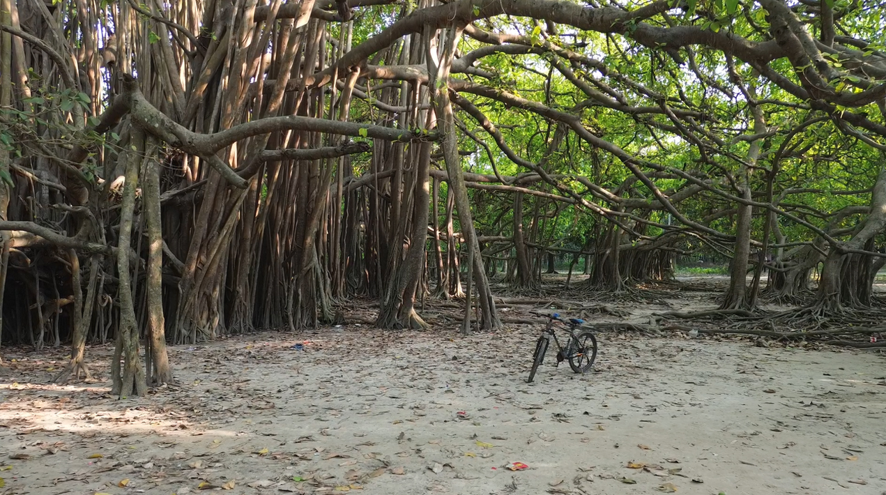 বটবৃক্ষটি যেন প্রকৃতি ও মানবমনের যোগসূত্র, প্রচলিত রয়েছে নানান লোককথা