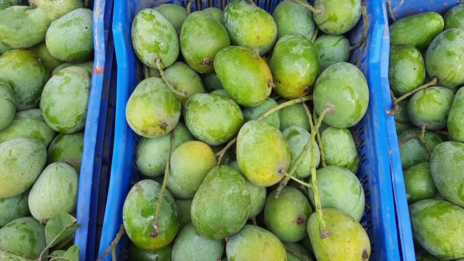 রাজশাহীর হিমসাগর-আম্রপালি যাচ্ছে ফ্রান্সে