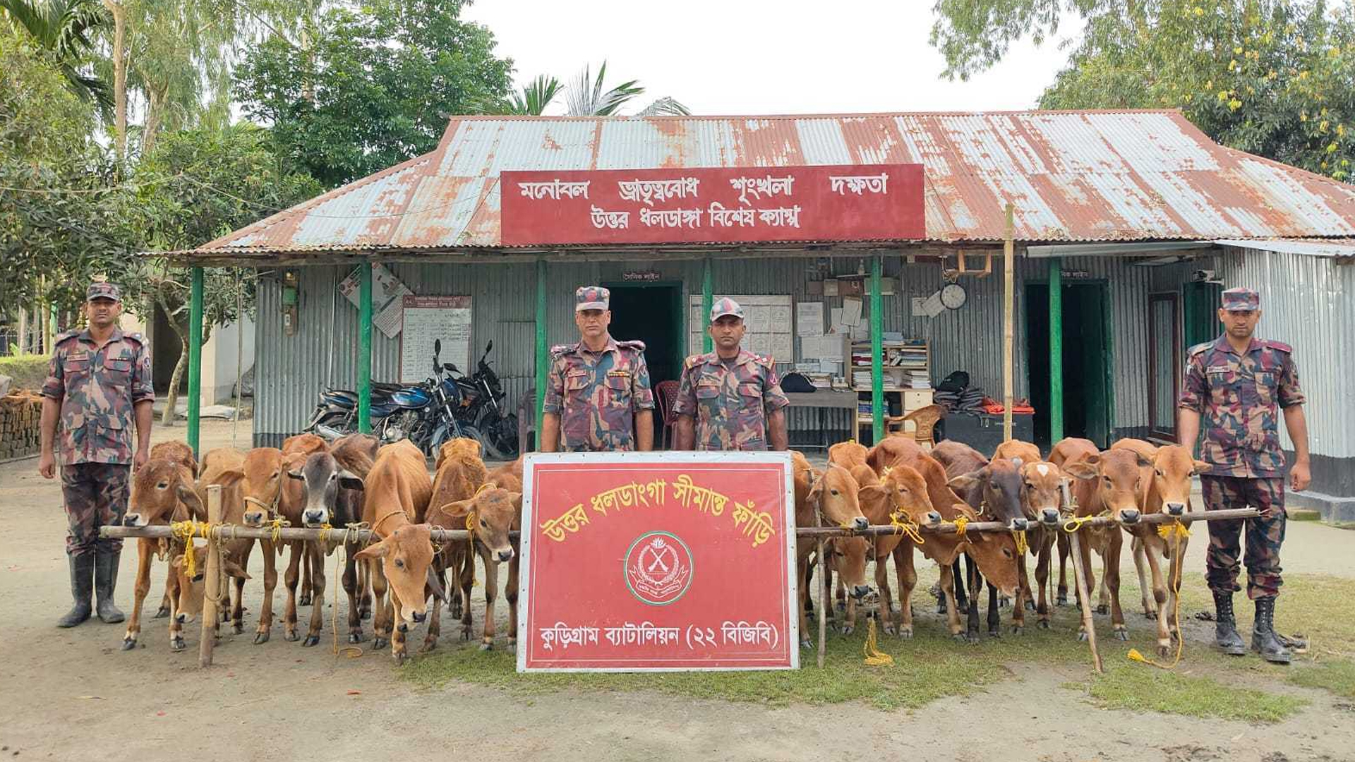 কুড়িগ্রাম সীমান্তে বিজিবির অভিযানে গরু-মাদকসহ ২৪ লাখ টাকার ভারতীয় পণ্য জব্দ