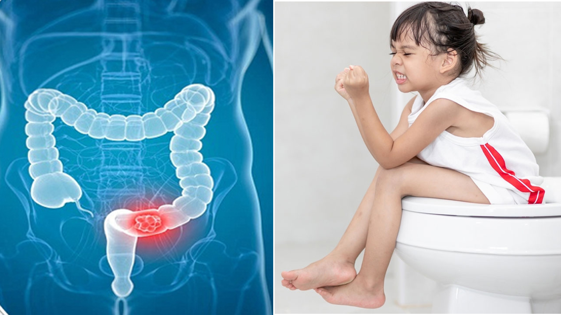 Ular tola mushukchaga kiradilar