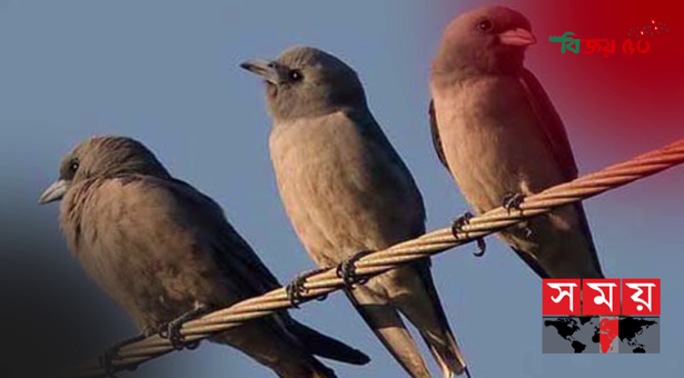 Super jojalar XXX porno cumshots